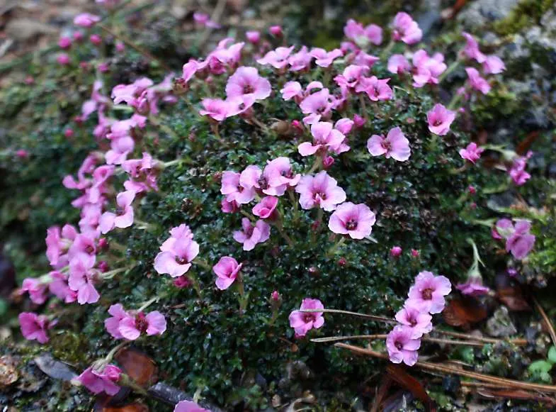Rockfoil (Saxifraga X Arendsii) — It prefers cooler conditions and should be protected from the hot afternoon sun in warmer climates, image 81