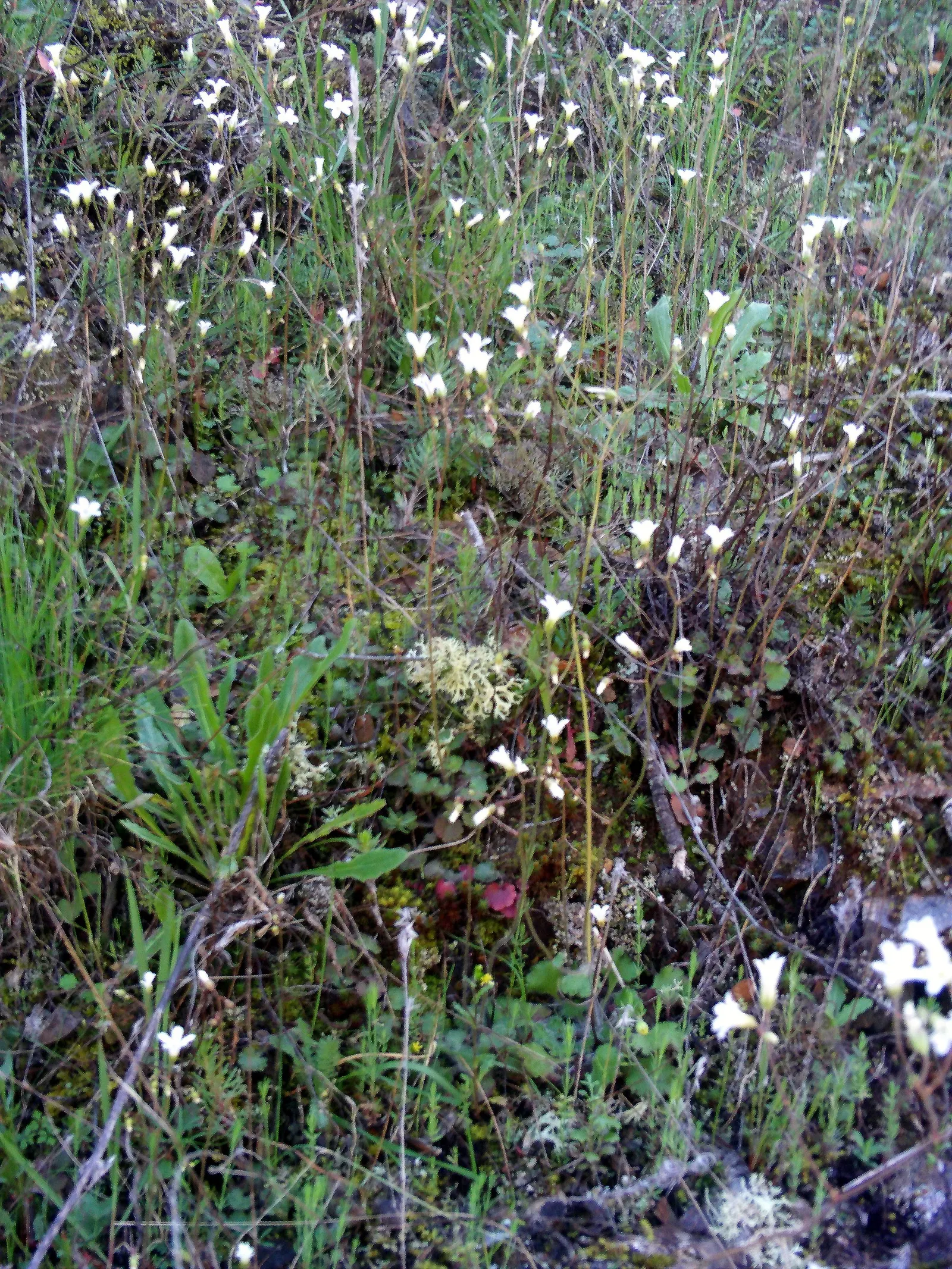 Rockfoil (Saxifraga X Arendsii) — Belonging to the Saxifragaceae family; the foliage of Saxifraga x arendsii is of particular interest, image 113
