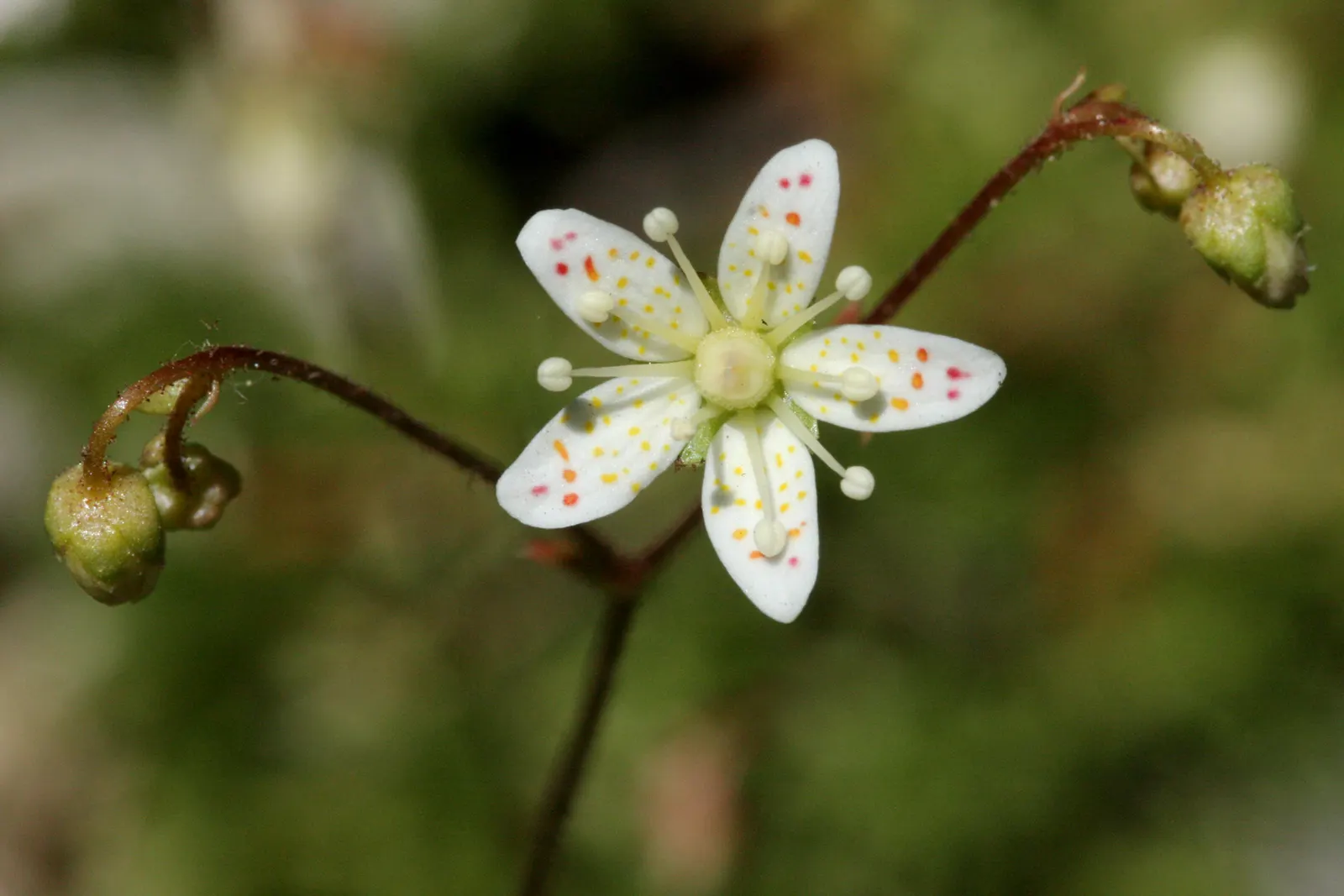 Rockfoil (Saxifraga X Arendsii) — Rockfoil forms lush mounds of vibrant green foliage; the foliage of Saxifraga x arendsii is of particular interest, image 47
