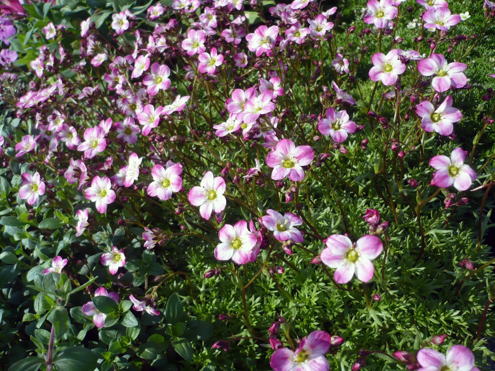 Rockfoil (Saxifraga X Arendsii) — is a charming perennial that adds a touch of whimsy and texture to any landscape design; moist soil and partial, image 112