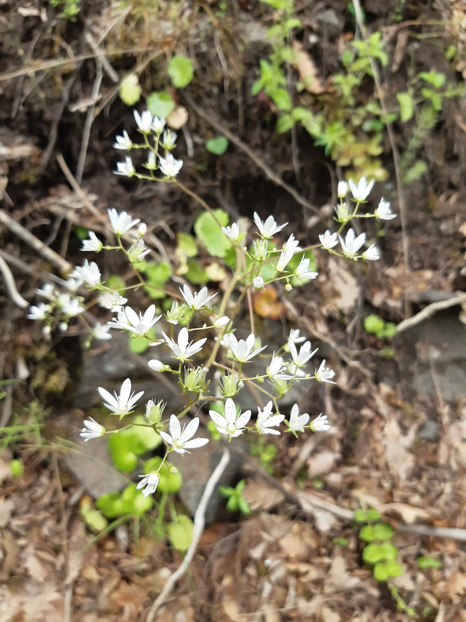 Rockfoil (Saxifraga X Arendsii) — The flowers can come in a range of colors including white; it prefers cooler conditions and should be protected, image 162