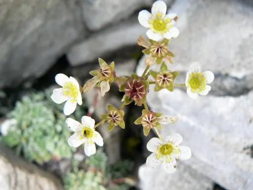 Rockfoil (Saxifraga X Arendsii) — Rockfoil forms lush mounds of vibrant green foliage; the foliage of Saxifraga x arendsii is of particular interest, image 131