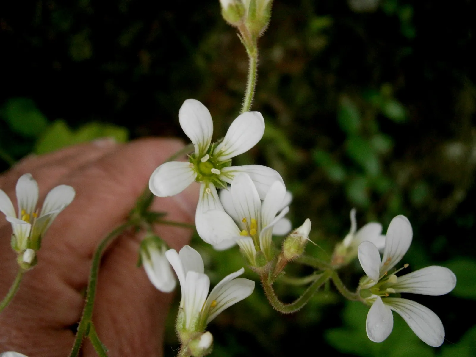 Rockfoil (Saxifraga X Arendsii) — rounded leaves that form a dense