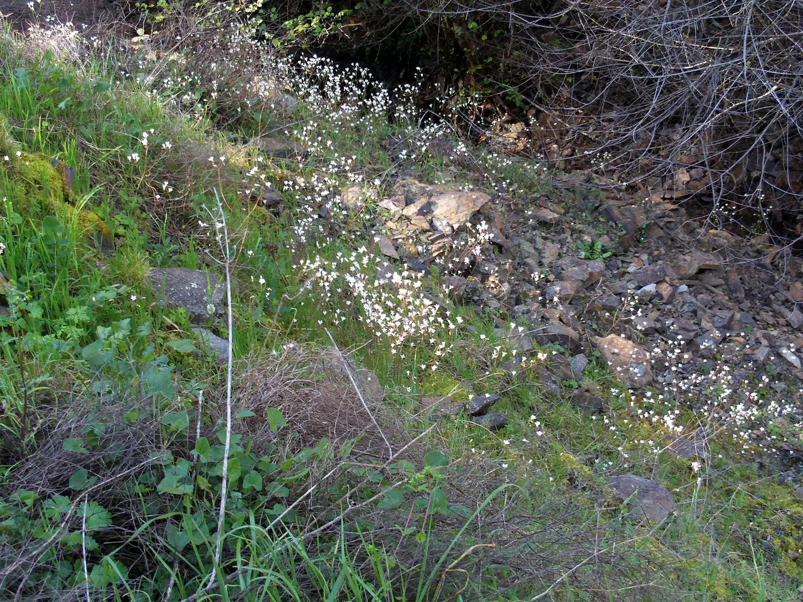 Rockfoil (Saxifraga X Arendsii) — white flowers in the garden; moist soil and partial shade to full sun, image 124