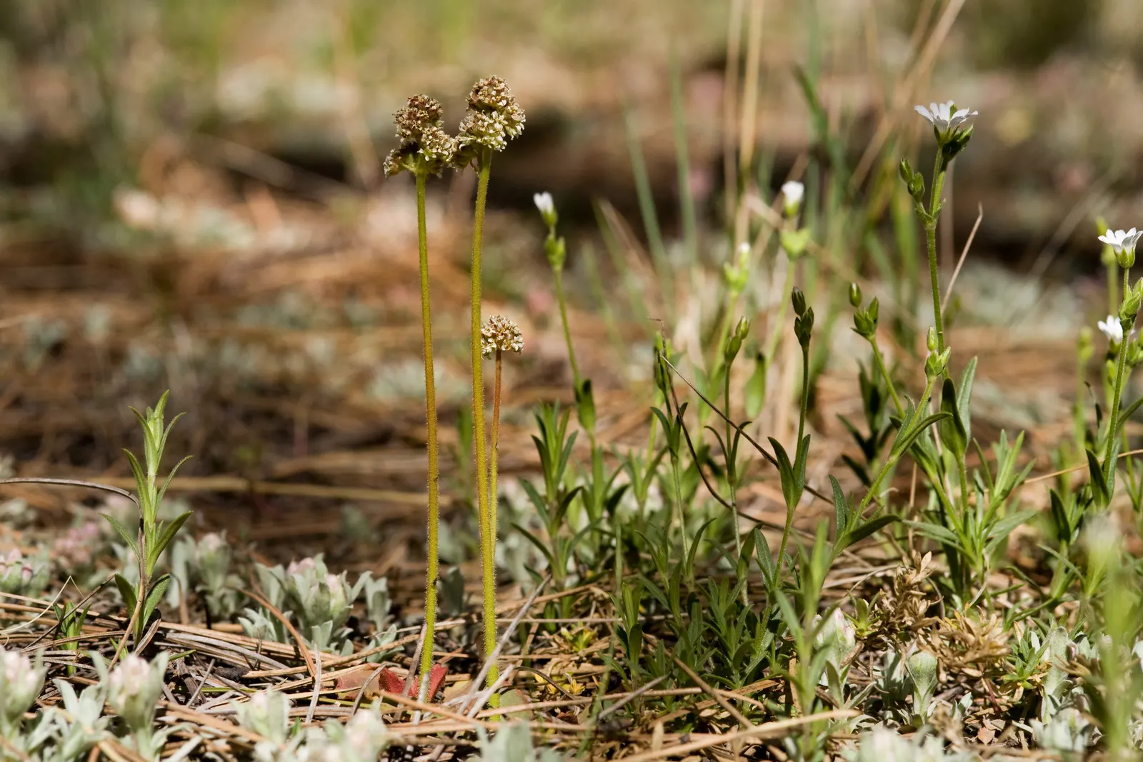 Rockfoil (Saxifraga X Arendsii) — rounded leaves that form a dense; it prefers cooler conditions and should be protected from the hot afternoon sun, image 159