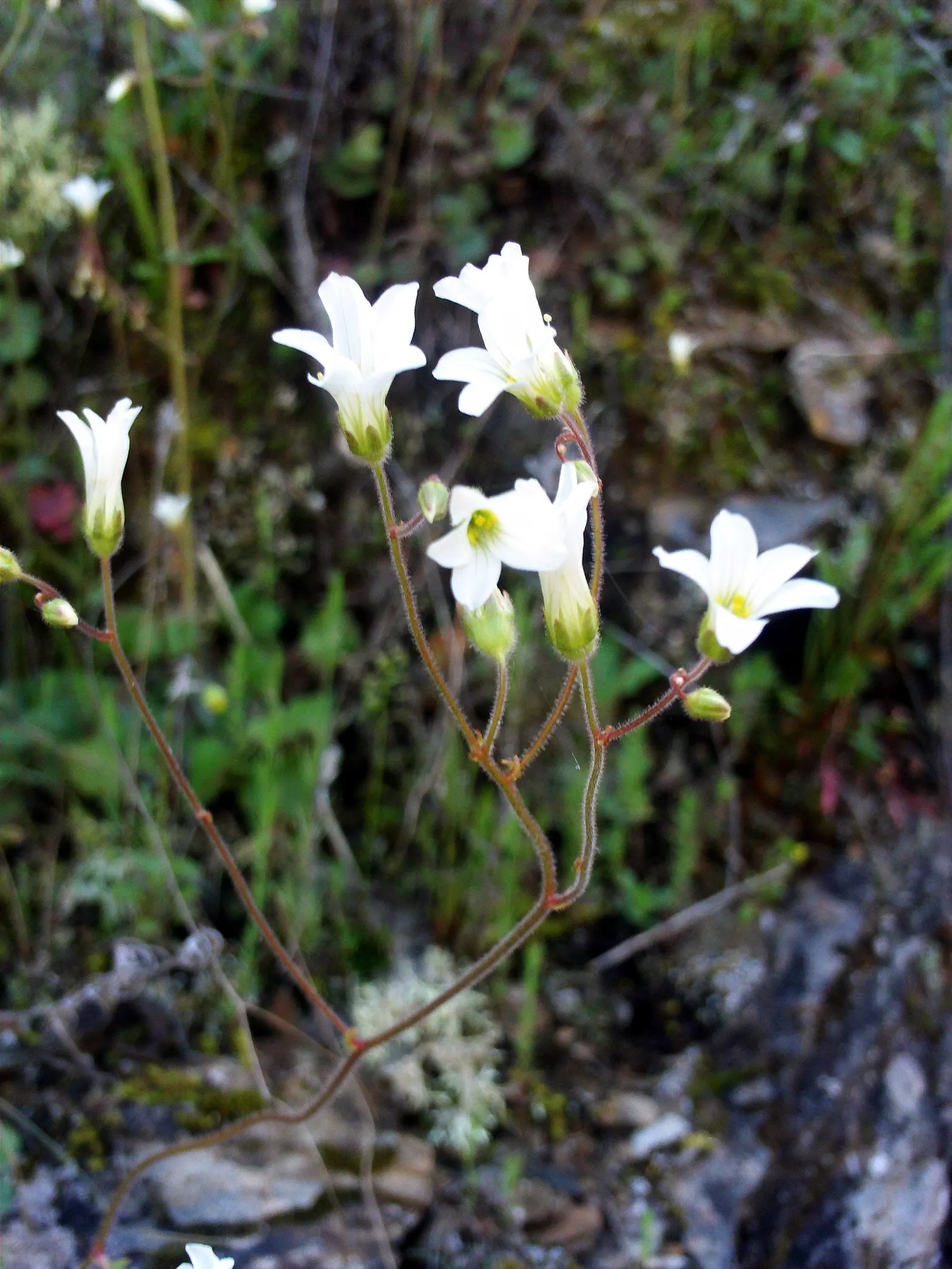 Rockfoil (Saxifraga X Arendsii) — rounded leaves that form a dense; it prefers cooler conditions and should be protected from the hot afternoon sun, image 54