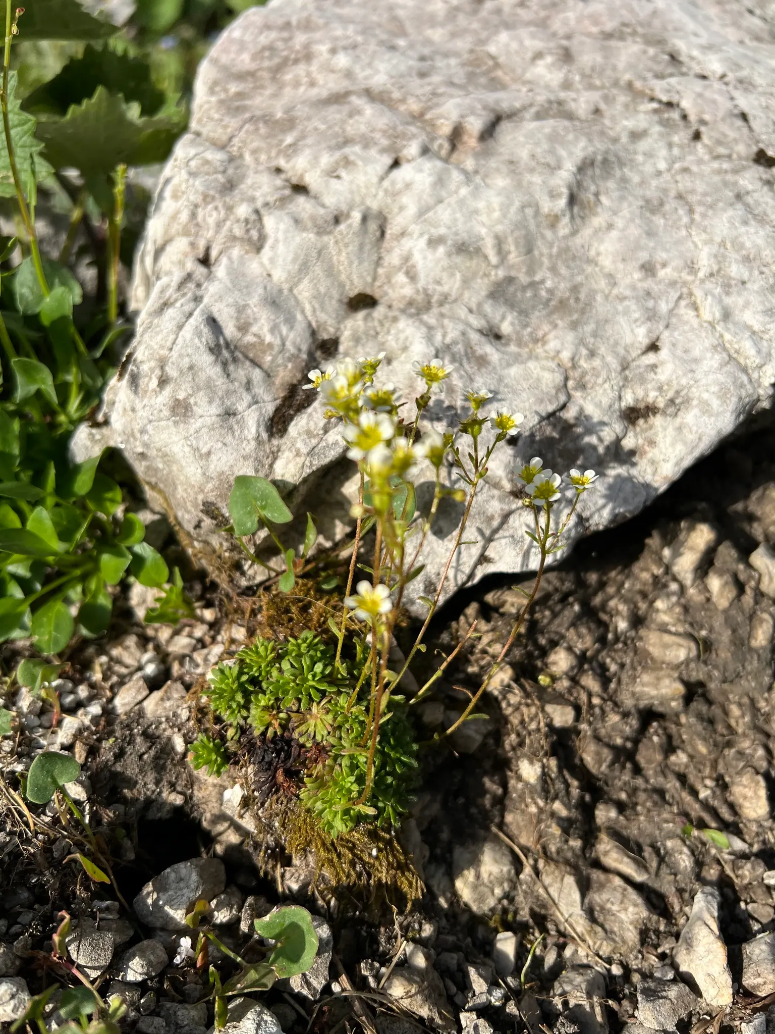 Rockfoil (Saxifraga X Arendsii) — making it a compact but impactful addition to the garden; moist soil and partial shade to full sun, image 115