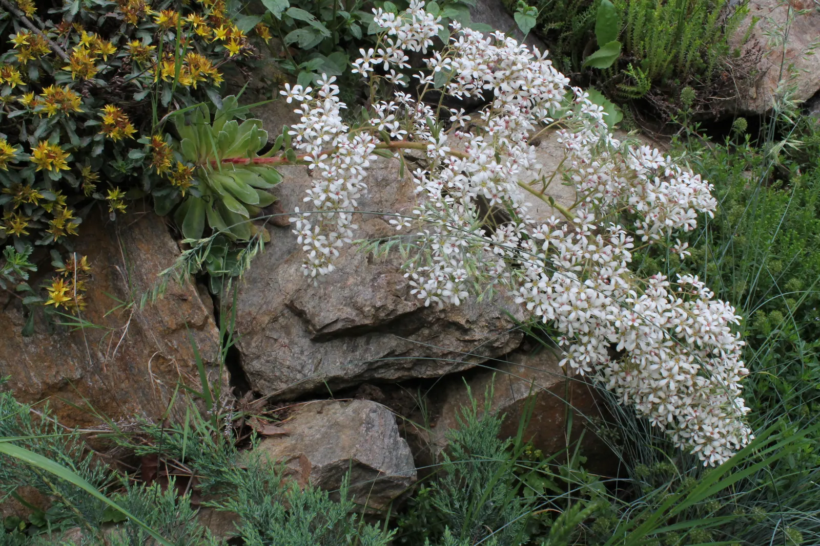Rockfoil (Saxifraga X Arendsii) — making it a compact but impactful addition to the garden; moist soil and partial shade to full sun, image 157