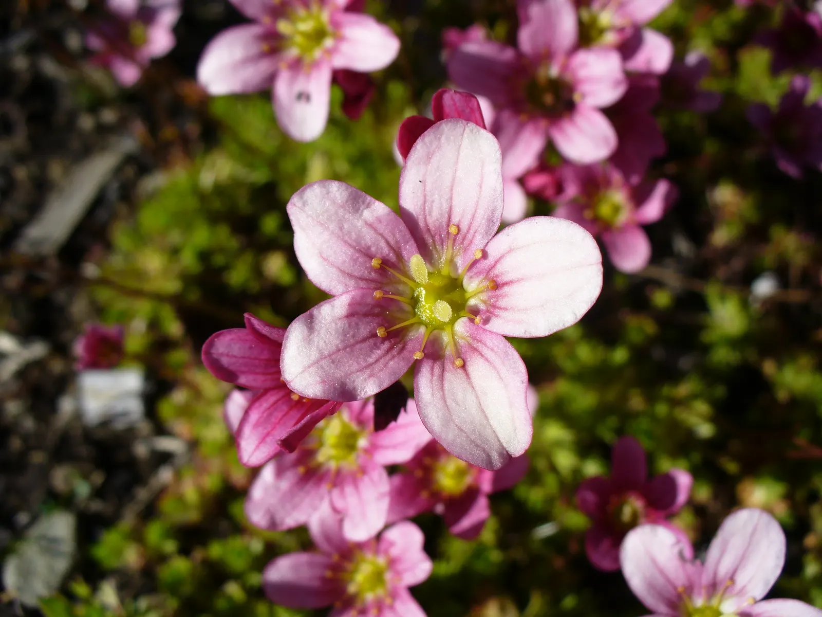 Rockfoil (Saxifraga X Arendsii) — With a preference for well-drained; it prefers cooler conditions and should be protected from the hot afternoon, image 108