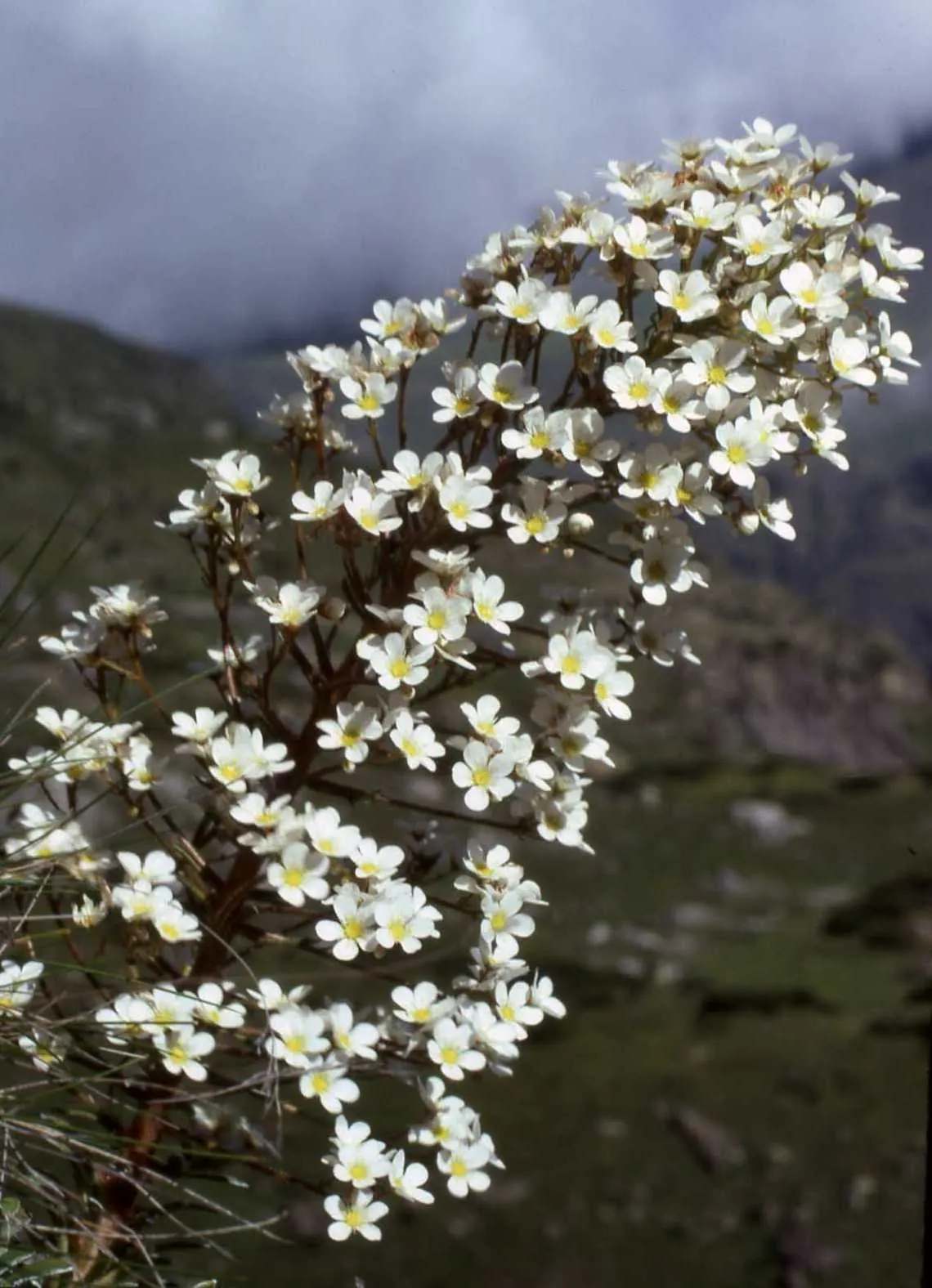 Rockfoil (Saxifraga X Arendsii) — moist soil and partial shade to full sun, image 130