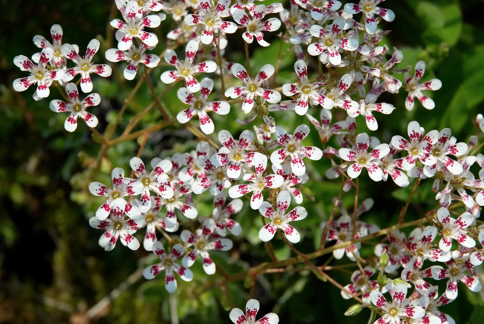 Rockfoil (Saxifraga X Arendsii) — The foliage of Saxifraga x arendsii is of particular interest, image 158