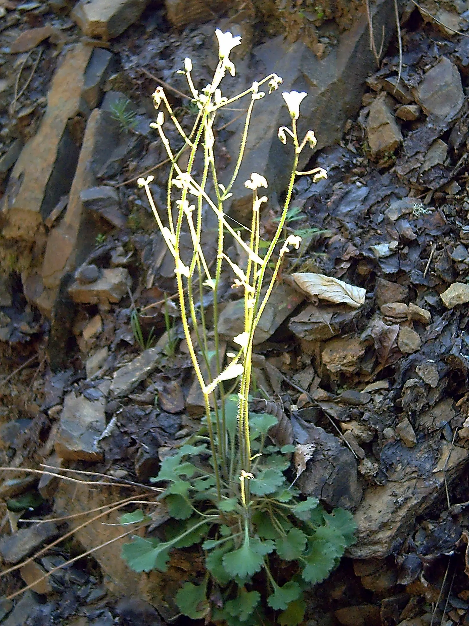 Rockfoil (Saxifraga X Arendsii) — It prefers cooler conditions and should be protected from the hot afternoon sun in warmer climates, image 39