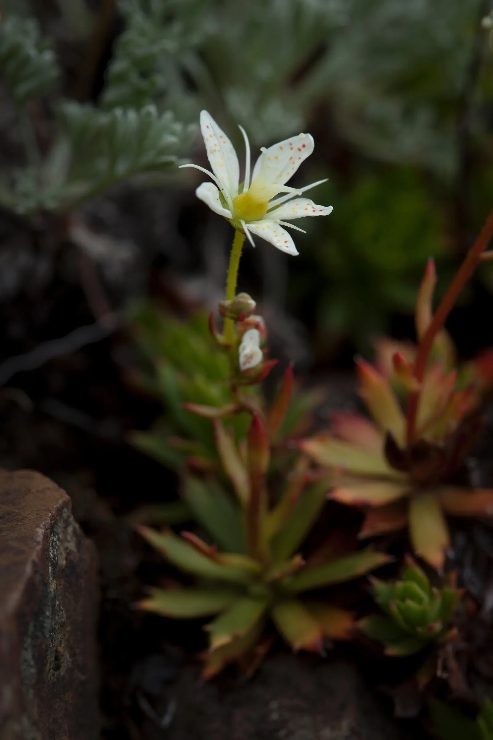 Rockfoil (Saxifraga X Arendsii) — Saxifraga x arendsii, commonly known as Rockfoil, is a resilient perennial ideal for rock gardens; moist soil and partial