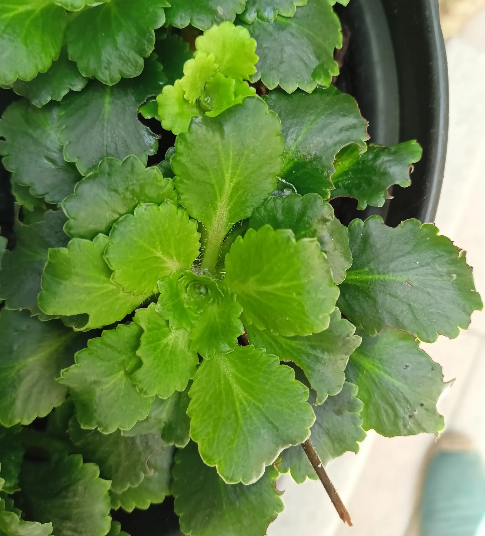 Rockfoil (Saxifraga X Arendsii) — Saxifraga x arendsii puts on a showy display of flowers; moist soil and partial shade to full sun, image 76