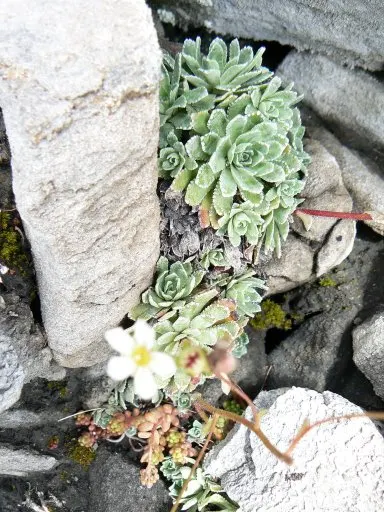 Rockfoil (Saxifraga X Arendsii) — making it a compact but impactful addition to the garden