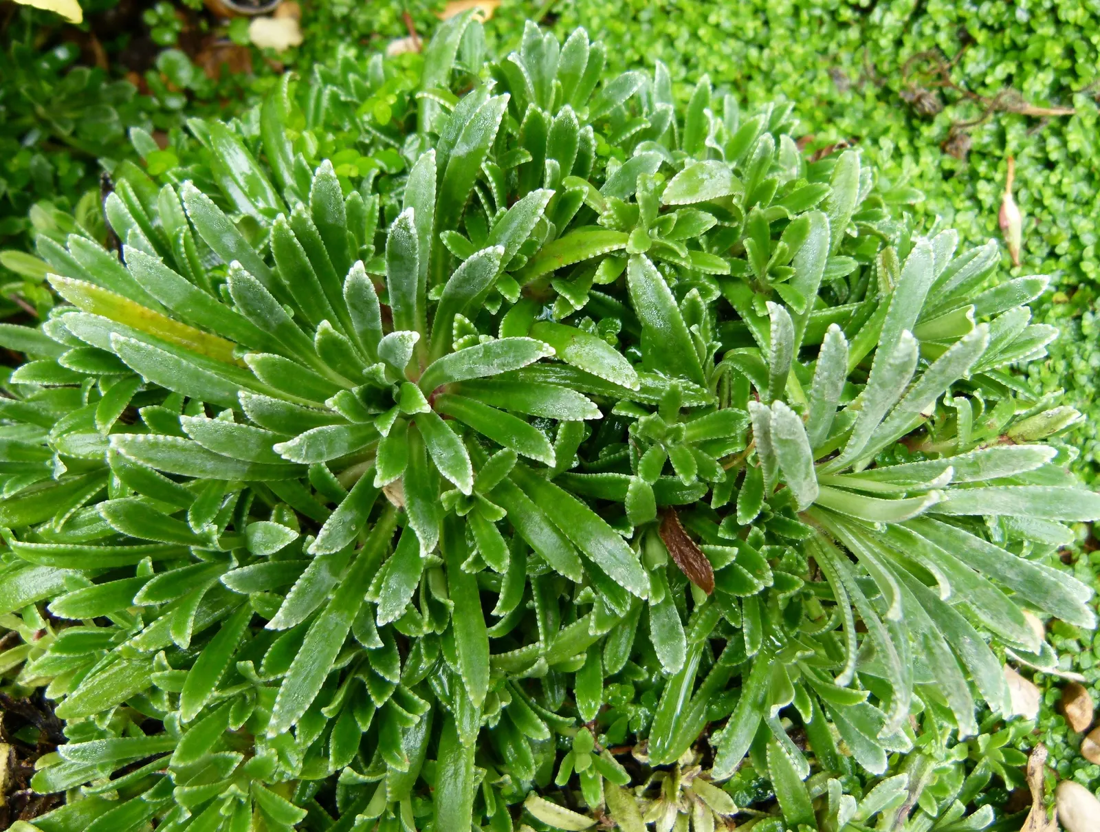 Rockfoil (Saxifraga X Arendsii) — ground cover / perennial with white blooms; the foliage of Saxifraga x arendsii is of particular interest