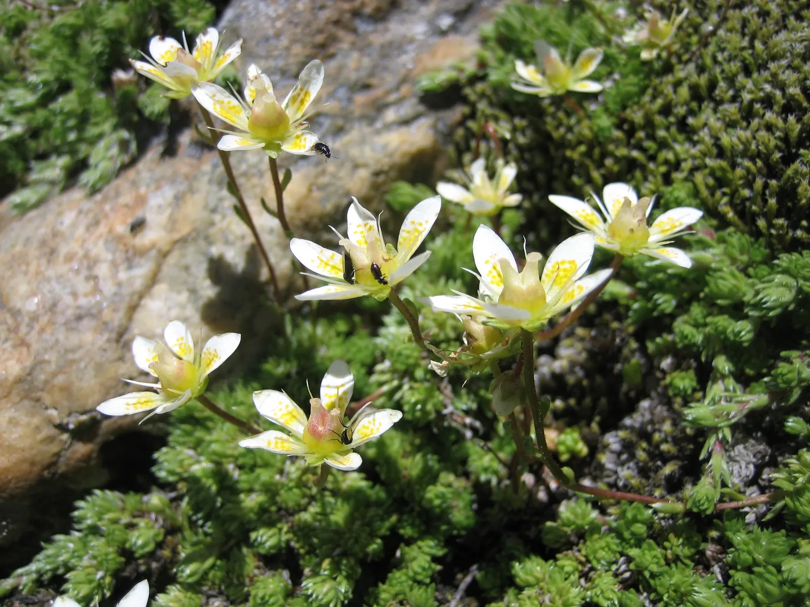 Rockfoil (Saxifraga X Arendsii) — offering a charming ground cover that is both hardy and low maintenance; it prefers cooler conditions and should, image 48
