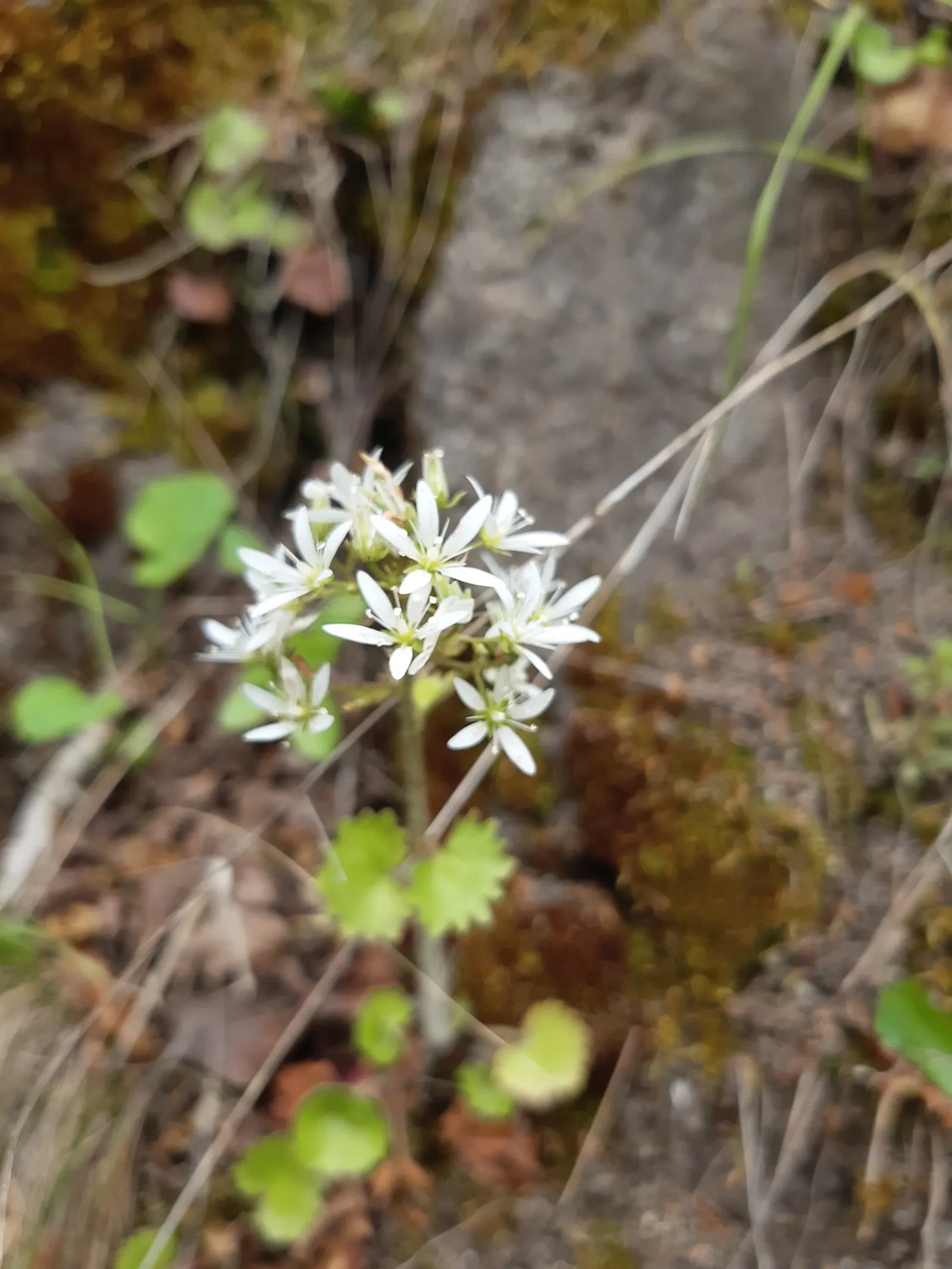 Rockfoil (Saxifraga X Arendsii) — offering a charming ground cover that is both hardy and low maintenance; it prefers cooler conditions and should be protected