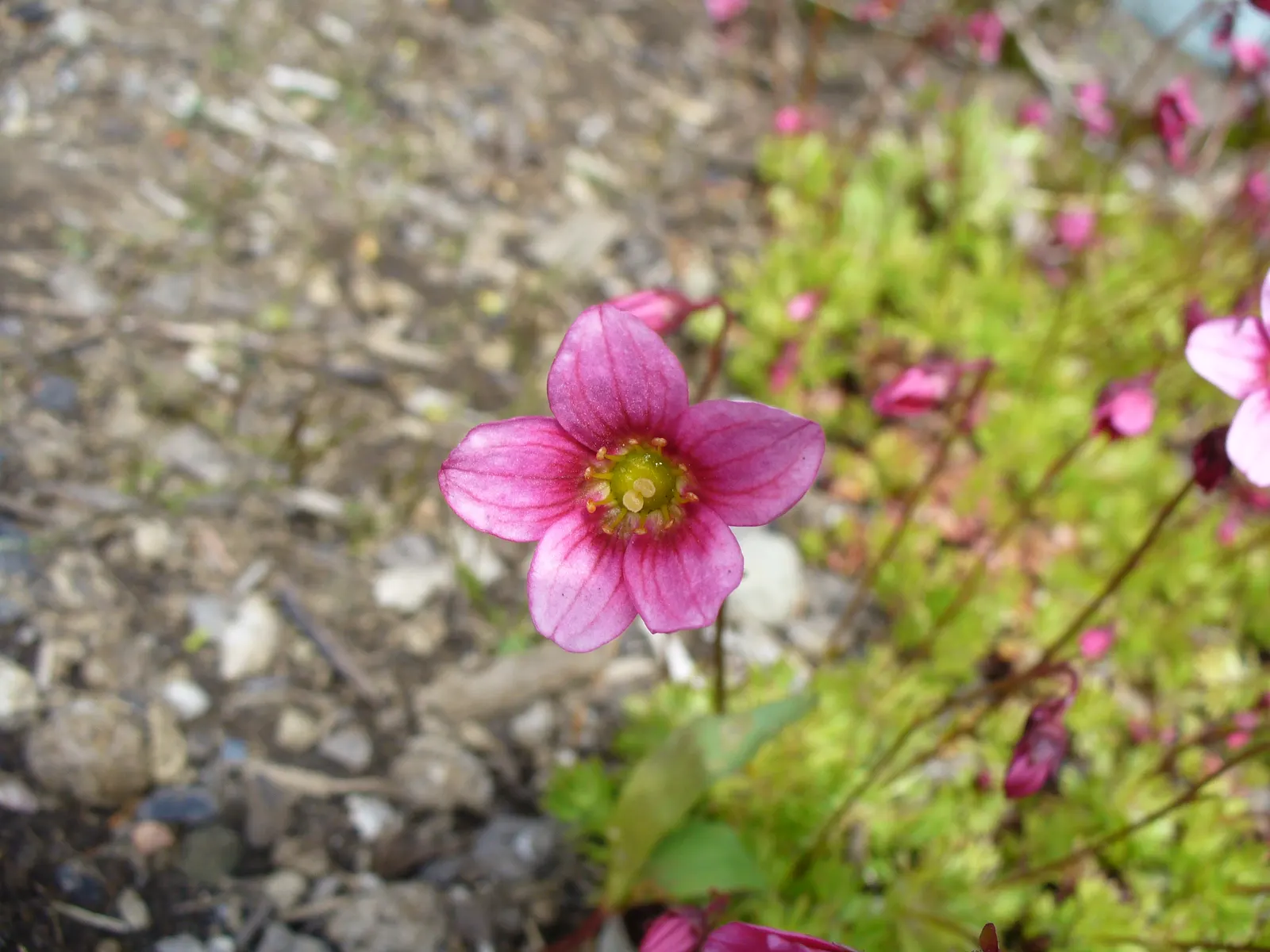 Rockfoil (Saxifraga X Arendsii) — requiring well-drained soil and even moisture; the foliage of Saxifraga x arendsii is of particular interest, image 101
