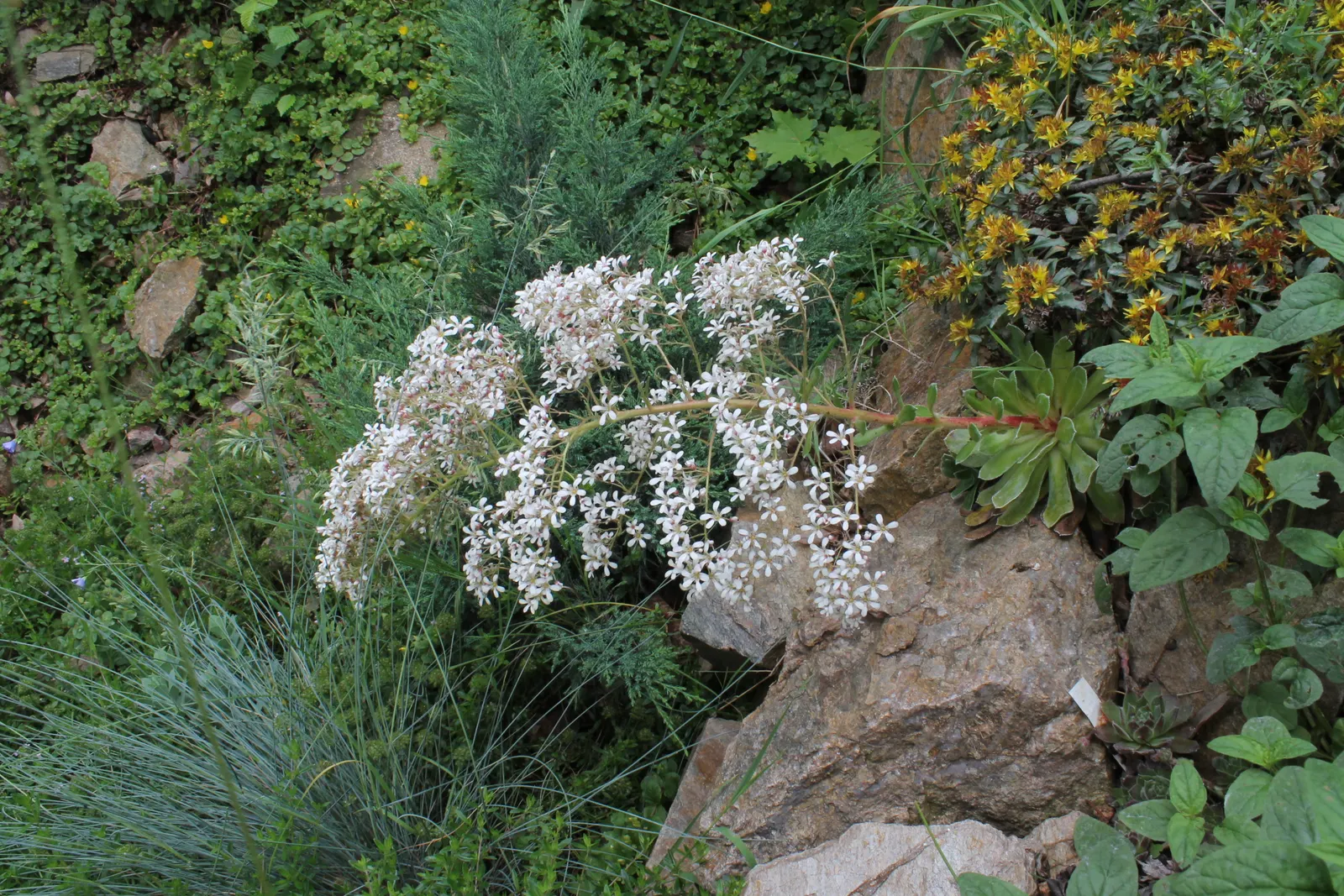 Rockfoil (Saxifraga X Arendsii) — It prefers cooler conditions and should be protected from the hot afternoon sun in warmer climates, image 60