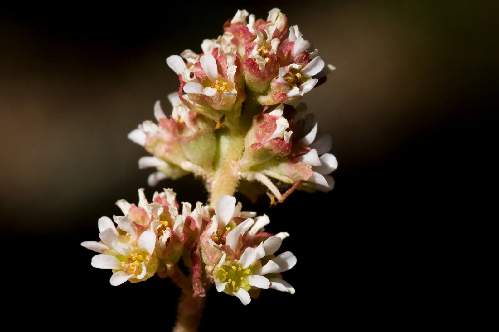 Rockfoil (Saxifraga X Arendsii) — The flowers can come in a range of colors including white; it prefers cooler conditions and should be protected, image 141