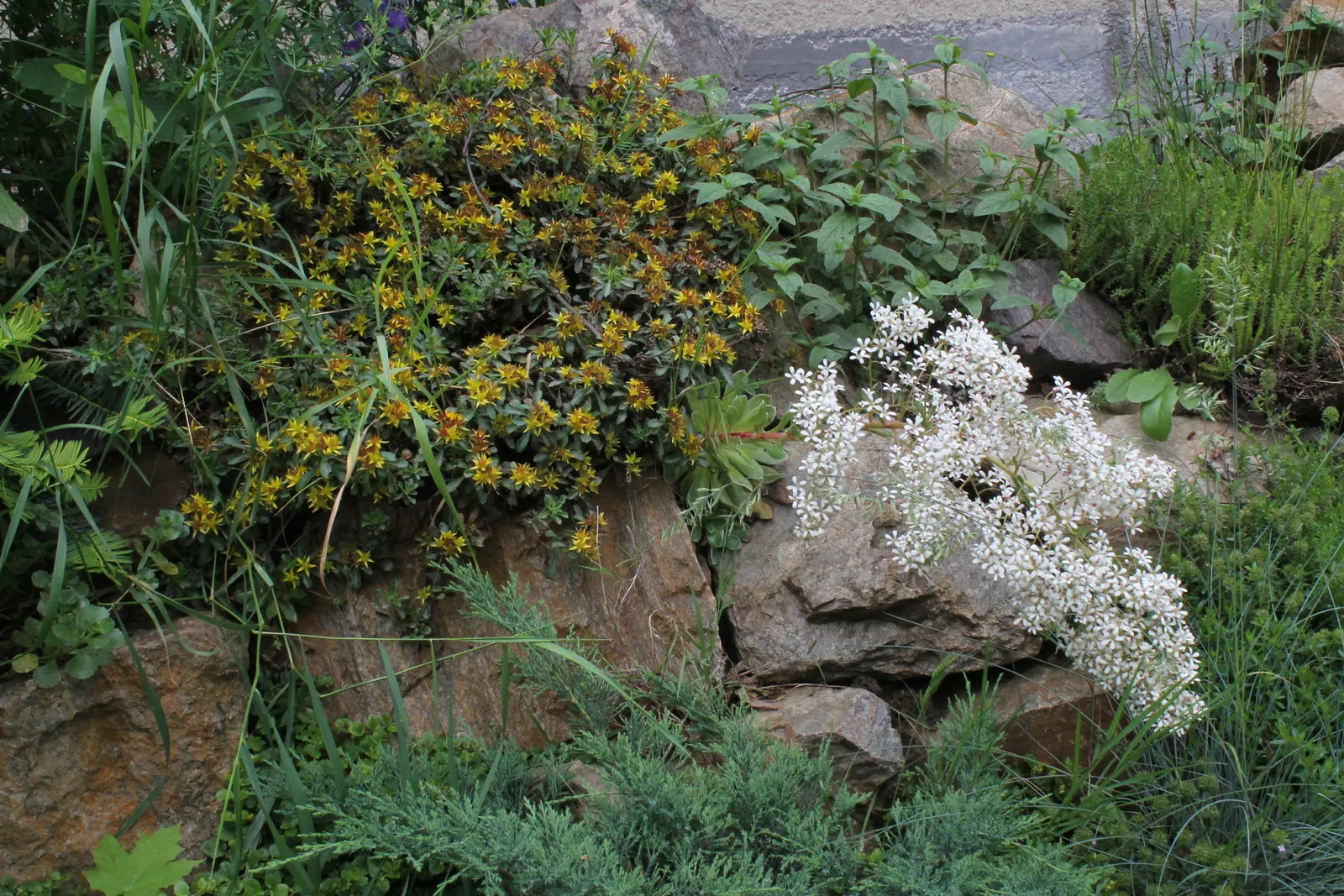 Rockfoil (Saxifraga X Arendsii) — Saxifraga x arendsii puts on a showy display of flowers