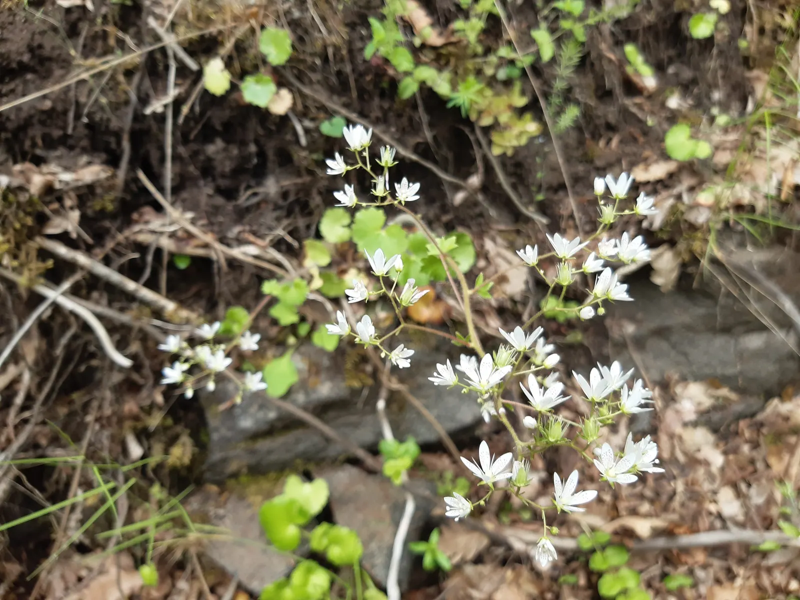 Rockfoil (Saxifraga X Arendsii) — star-shaped flowers in spring; the foliage of Saxifraga x arendsii is of particular interest, image 170