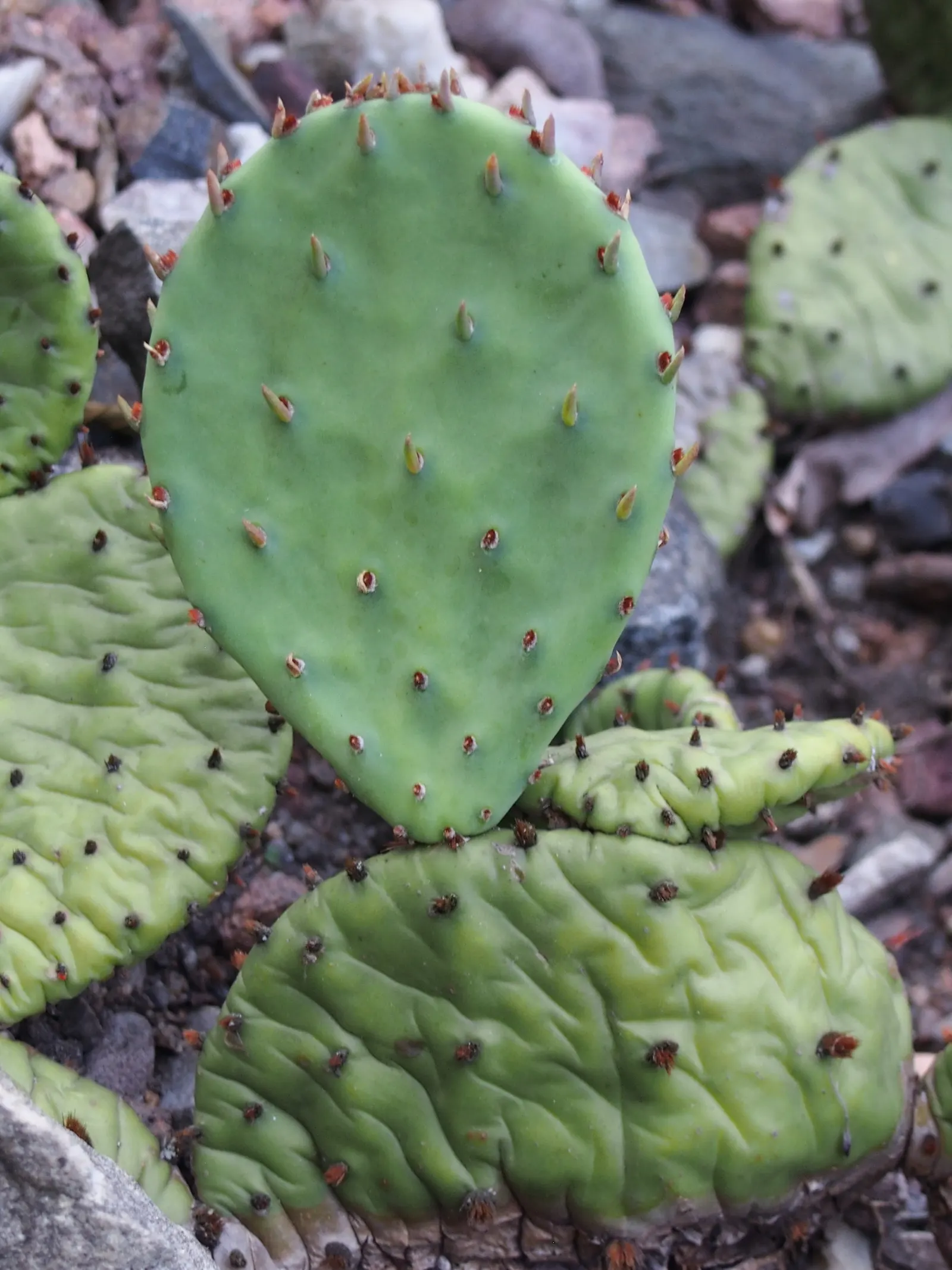 Eastern Prickly Pear (Opuntia Humifusa) — The Corrugated Prickly Pear; each averaging 2 to 3 inches in diameter, image 53