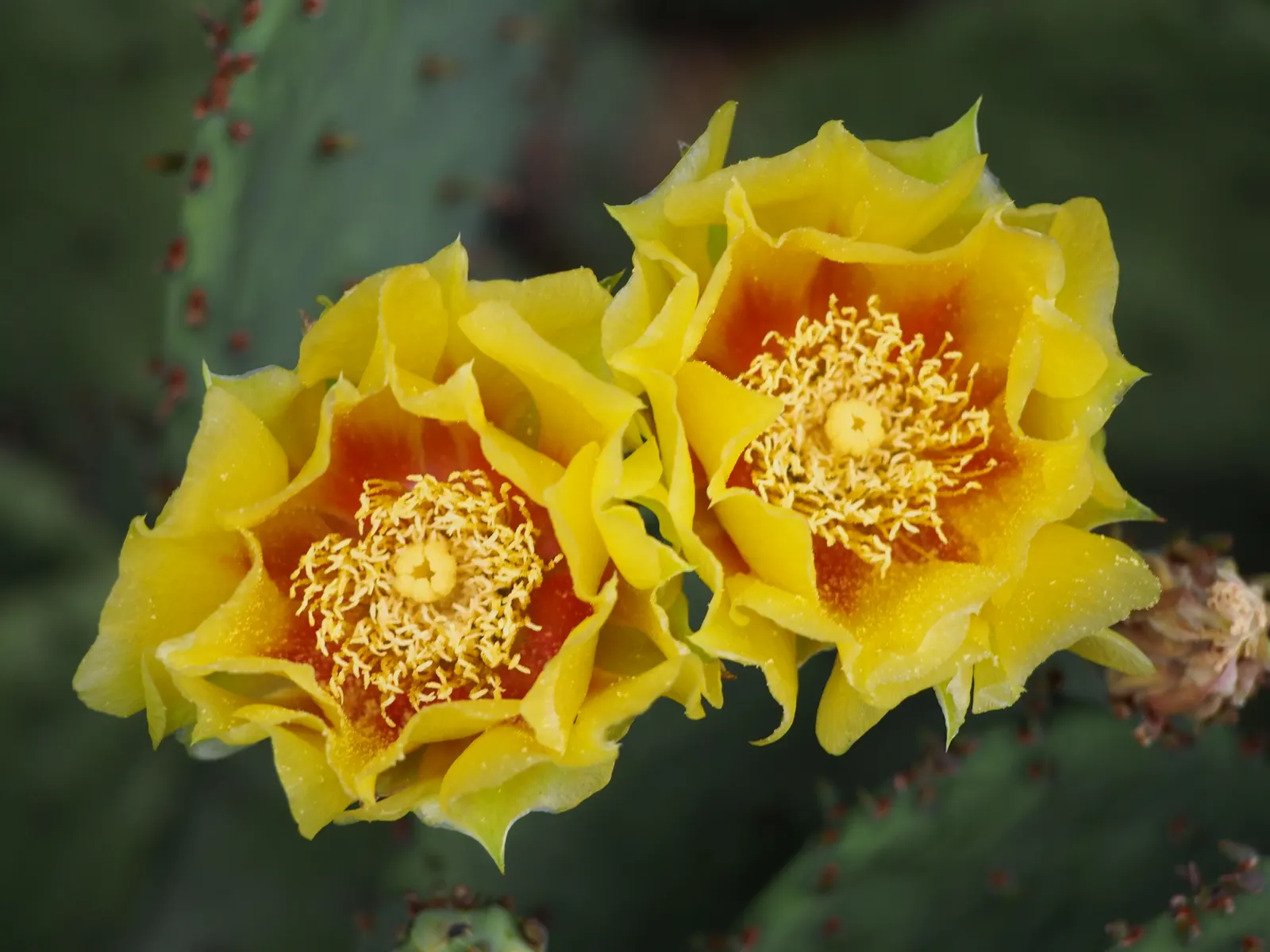 Eastern Prickly Pear (Opuntia Humifusa) — followed by edible red fruit; scientifically named Opuntia humifusa, image 93