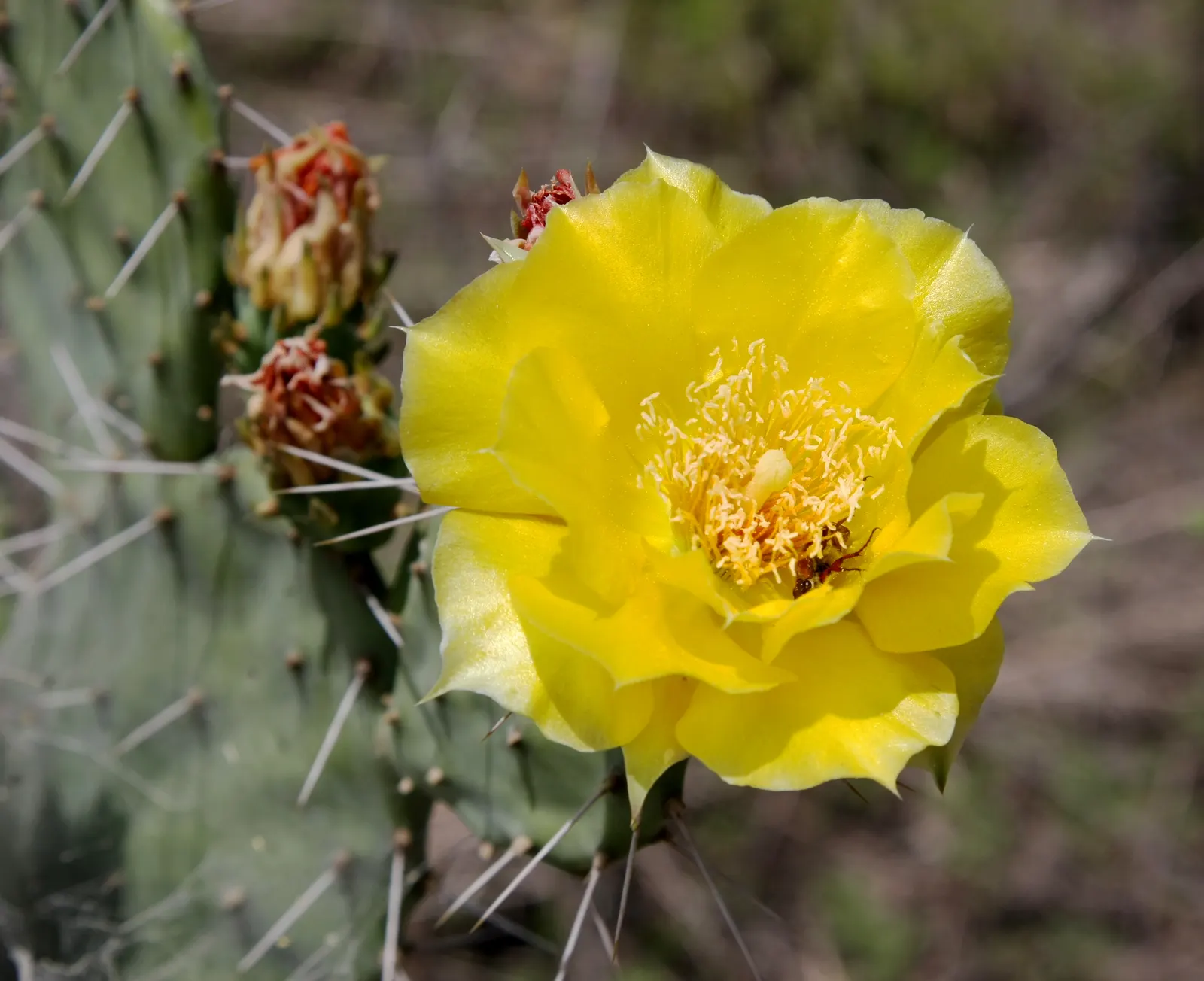 Eastern Prickly Pear (Opuntia Humifusa) — followed by edible red fruit; scientifically named Opuntia humifusa, image 49