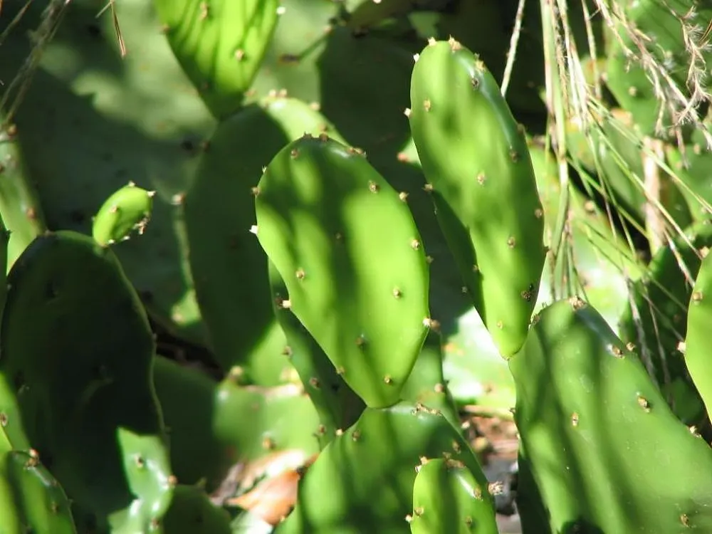 Eastern Prickly Pear (Opuntia Humifusa) — It's a low-maintenance choice for rock gardens; blue-green pads are covered with a pattern of raised bumps, image 84