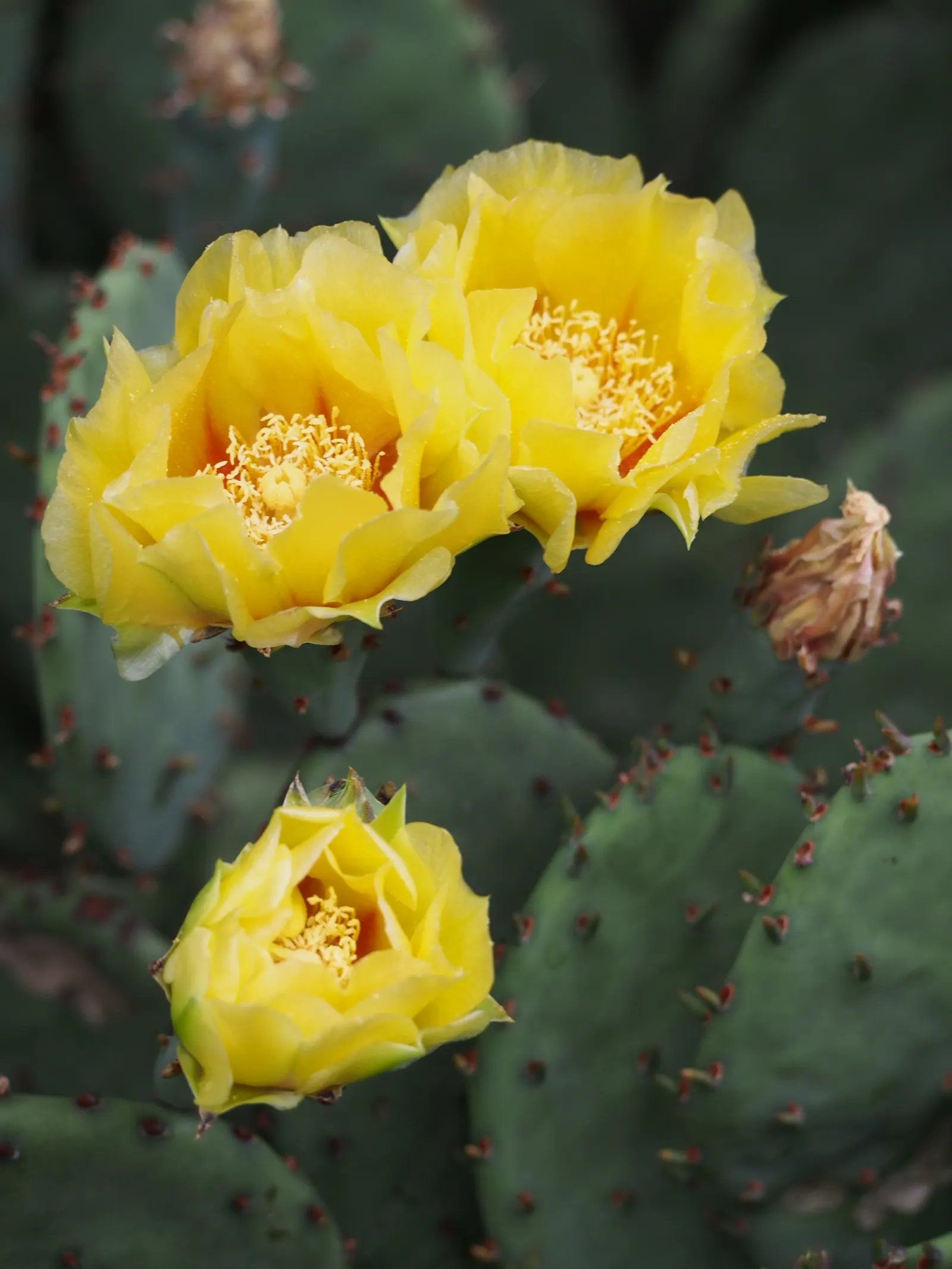 Eastern Prickly Pear (Opuntia Humifusa) — commonly known as the Corrugated Prickly Pear; protective spines and bear vibrant yellow blooms in late spring