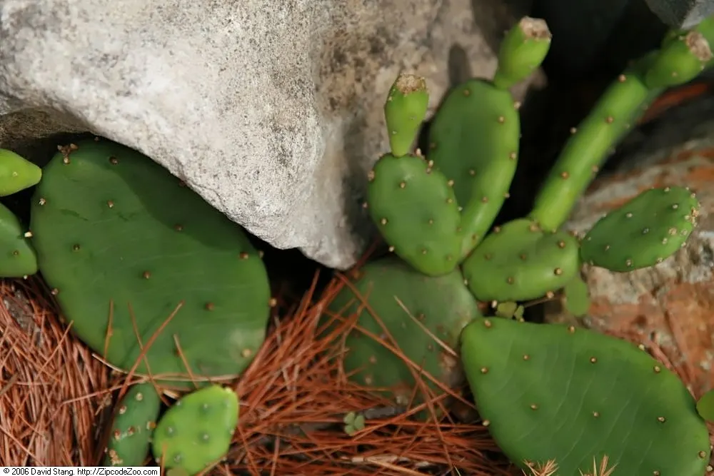 Eastern Prickly Pear (Opuntia Humifusa) — low-growing cactus native to North America; is a resilient species of cactus native to many parts of the, image 68