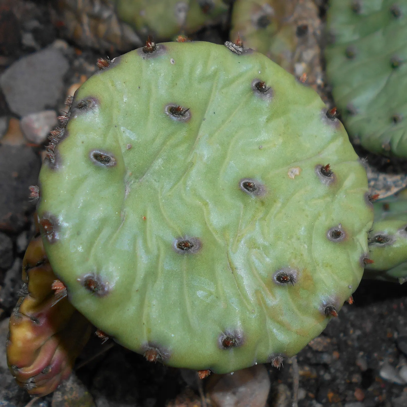 Eastern Prickly Pear (Opuntia Humifusa) — each averaging 2 to 3 inches in diameter