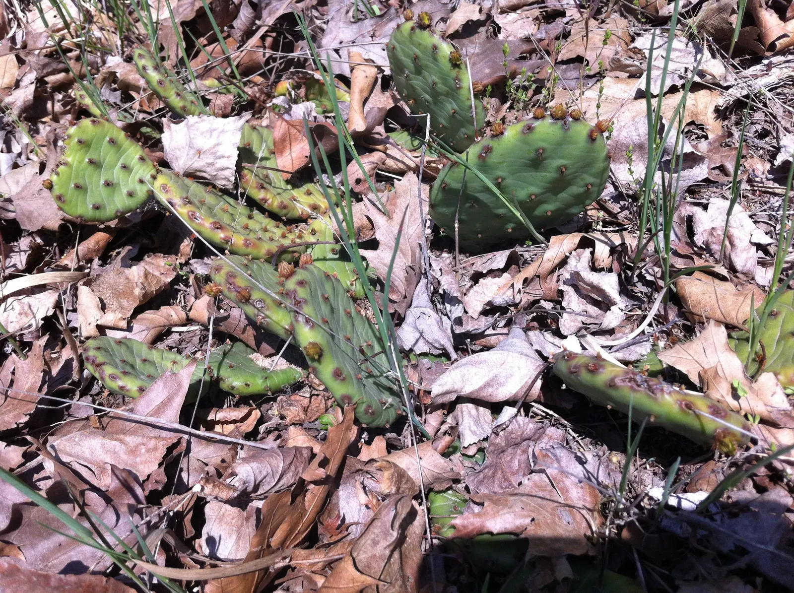 Eastern Prickly Pear (Opuntia Humifusa) — cactus / succulent for full or half; or as a ground cover in dry, image 88