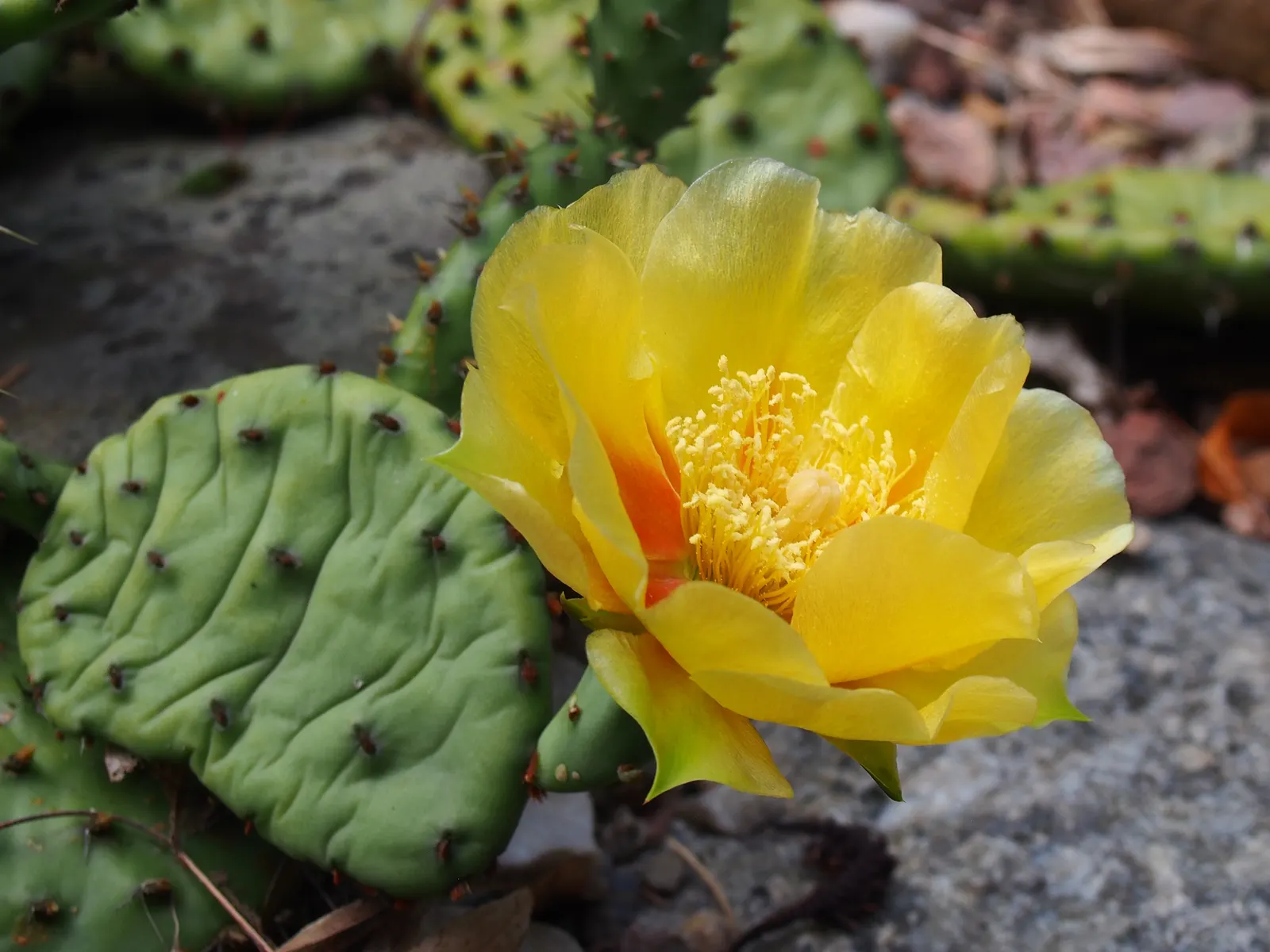 Eastern Prickly Pear (Opuntia Humifusa) — cactus / succulent with yellow blooms
