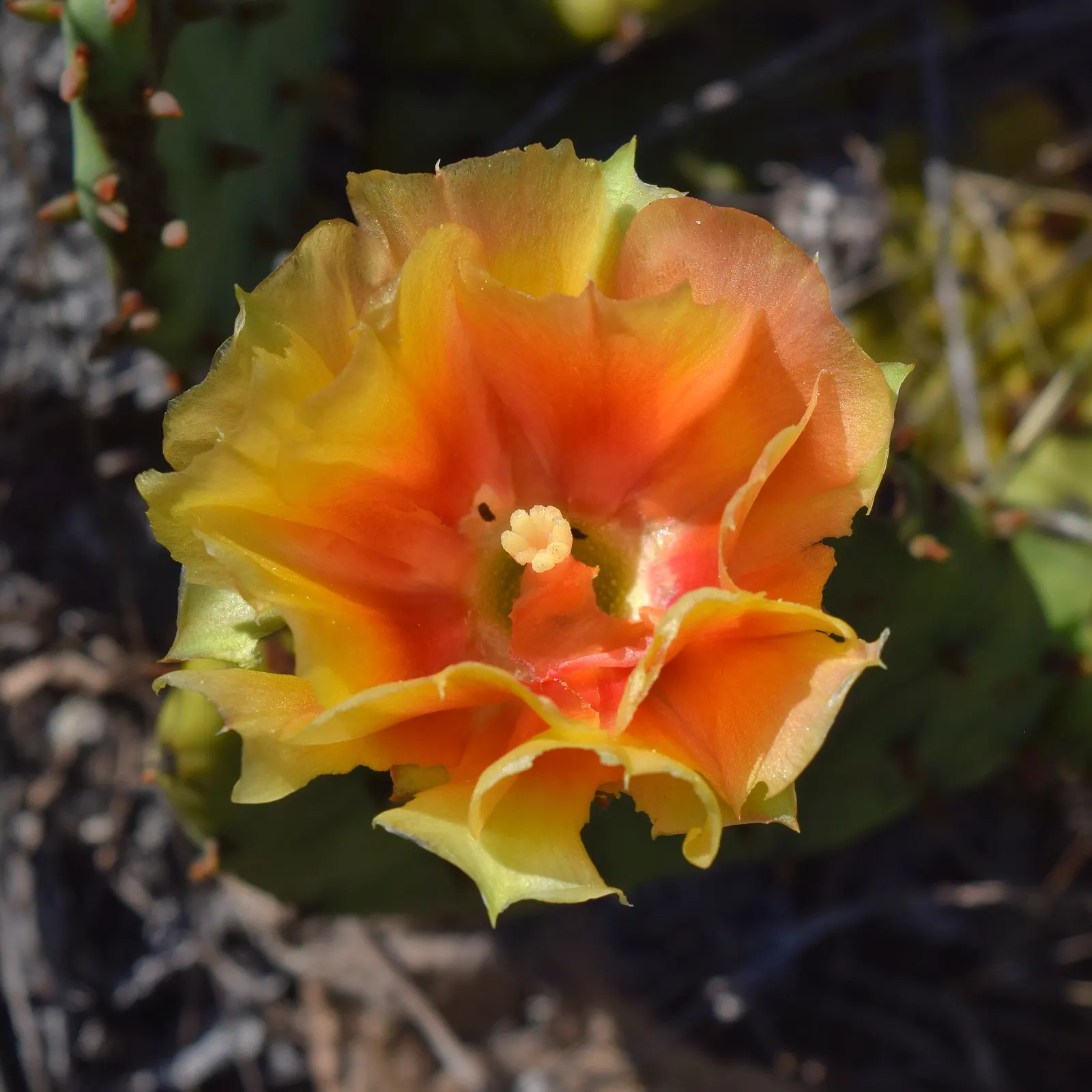 Eastern Prickly Pear (Opuntia Humifusa) — Ideal for xeriscaping and rock gardens; the Corrugated Prickly Pear, image 52