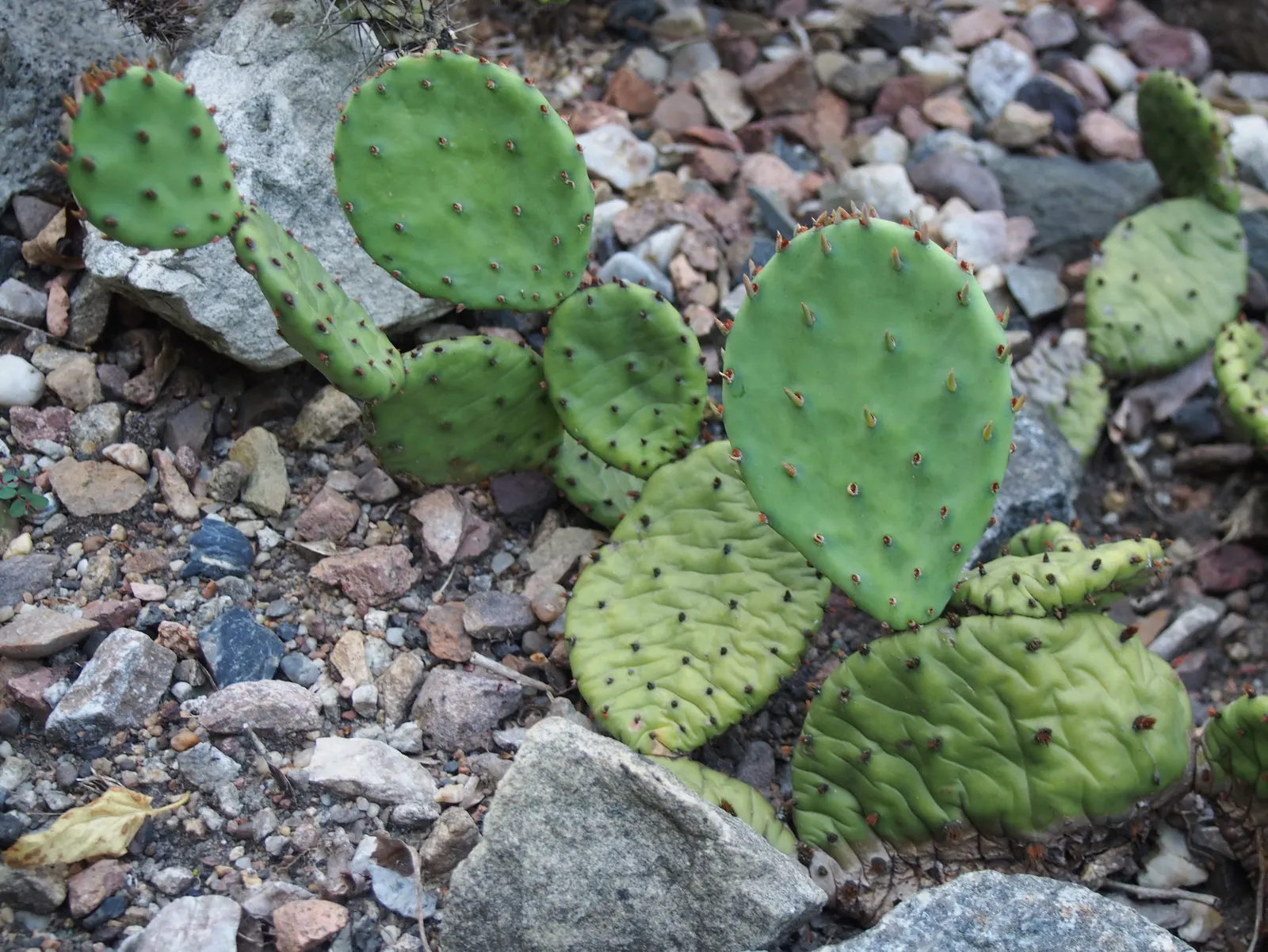 Eastern Prickly Pear (Opuntia Humifusa) — yellow flowers in the garden; followed by edible red fruit, image 86