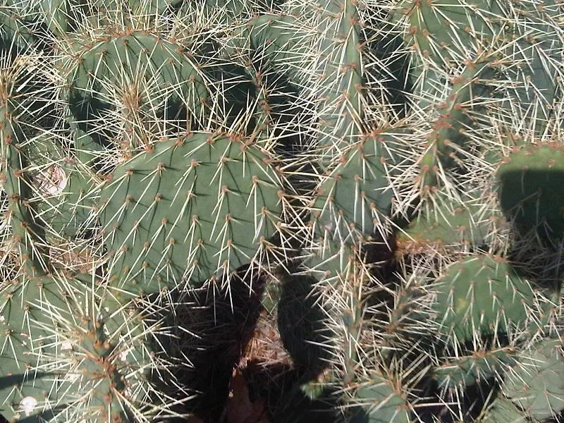 Eastern Prickly Pear (Opuntia Humifusa) — or as a ground cover in dry; yellow flowers in the garden, image 63