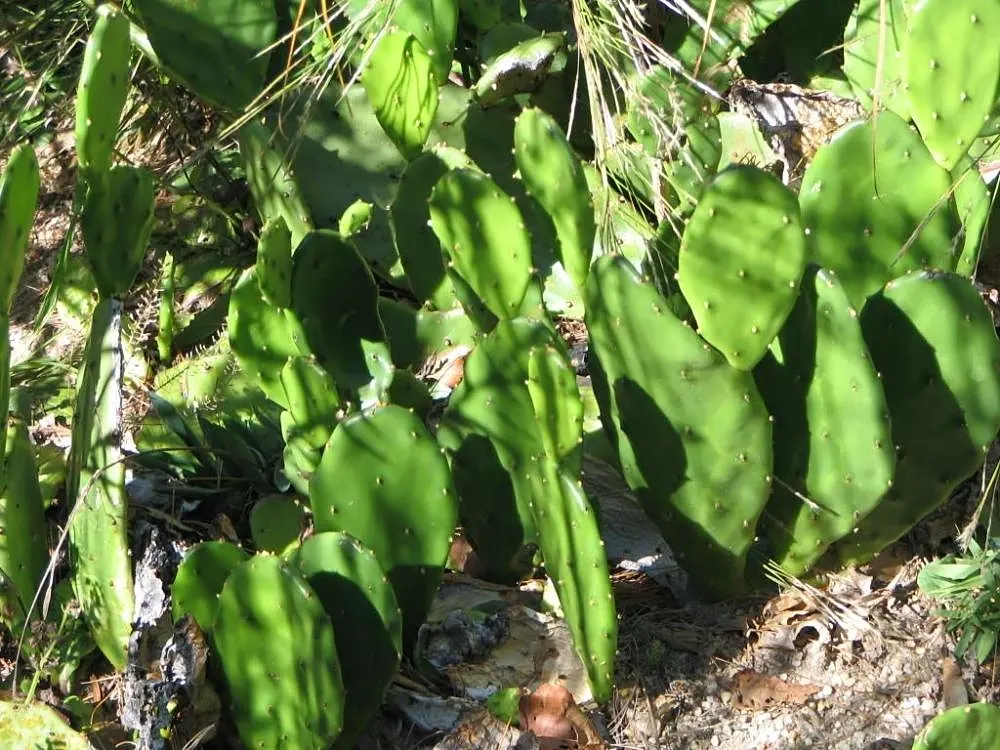 Eastern Prickly Pear (Opuntia Humifusa) — cactus / succulent for full or half; or as a ground cover in dry