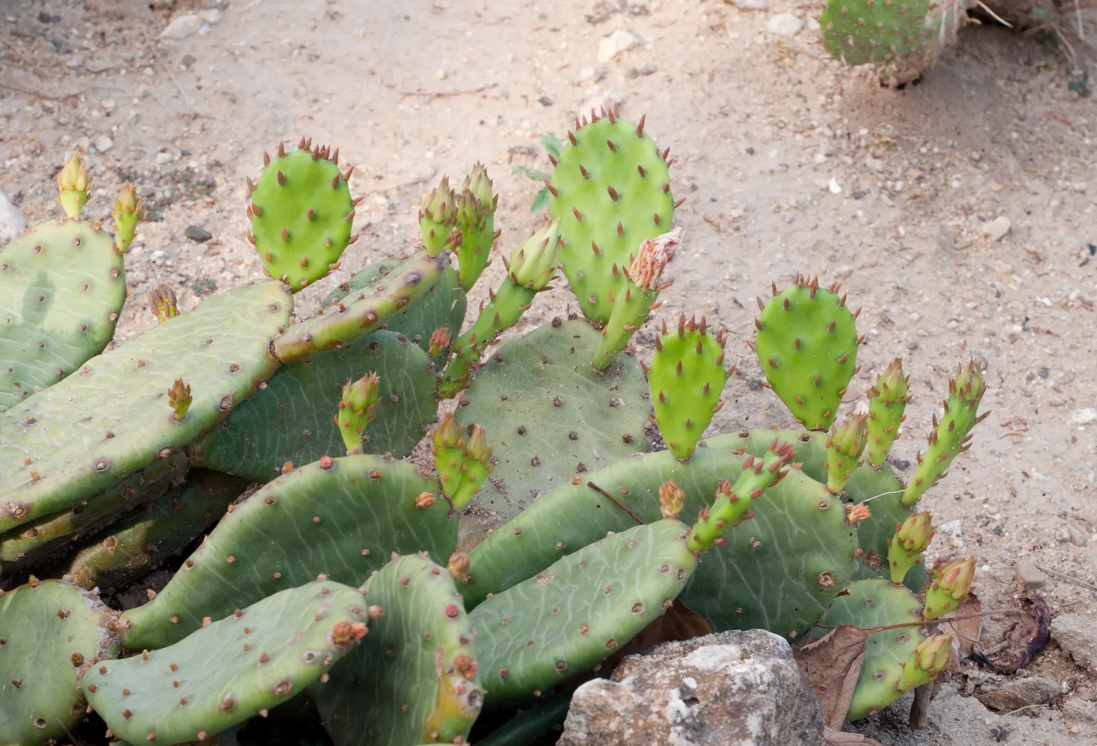 Eastern Prickly Pear (Opuntia Humifusa) — blue-green pads are covered with a pattern of raised bumps; cactus / succulent for full or half, image 57