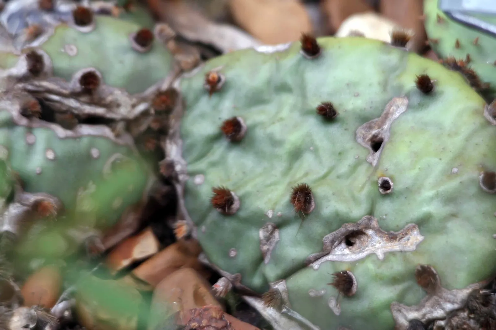 Eastern Prickly Pear (Opuntia Humifusa) — Thriving in USDA hardiness zones 4 through 9; producing showy yellow flowers with red centers, image 78