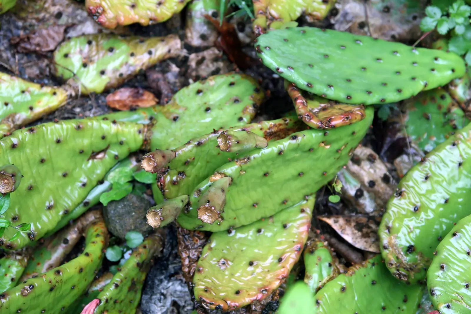 Eastern Prickly Pear (Opuntia Humifusa) — This drought-tolerant plant prefers full sun and well-drained soil; plant the Corrugated Prickly Pear in, image 72