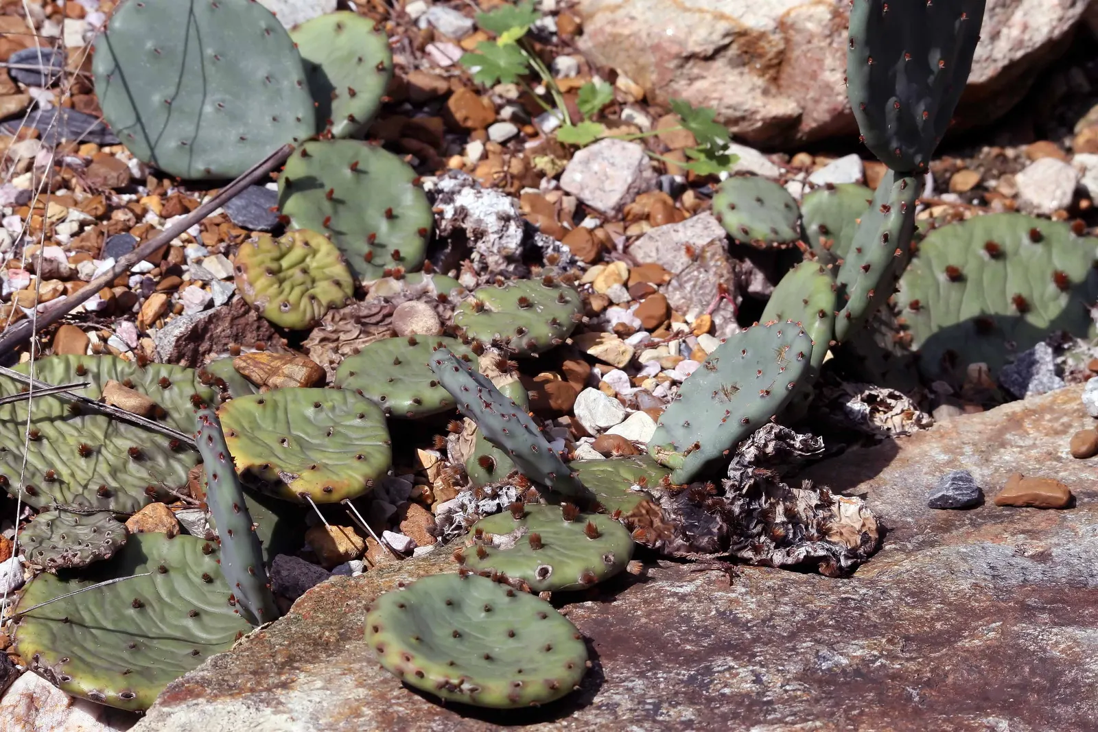 Eastern Prickly Pear (Opuntia Humifusa) — plant the Corrugated Prickly Pear in well-drained soils