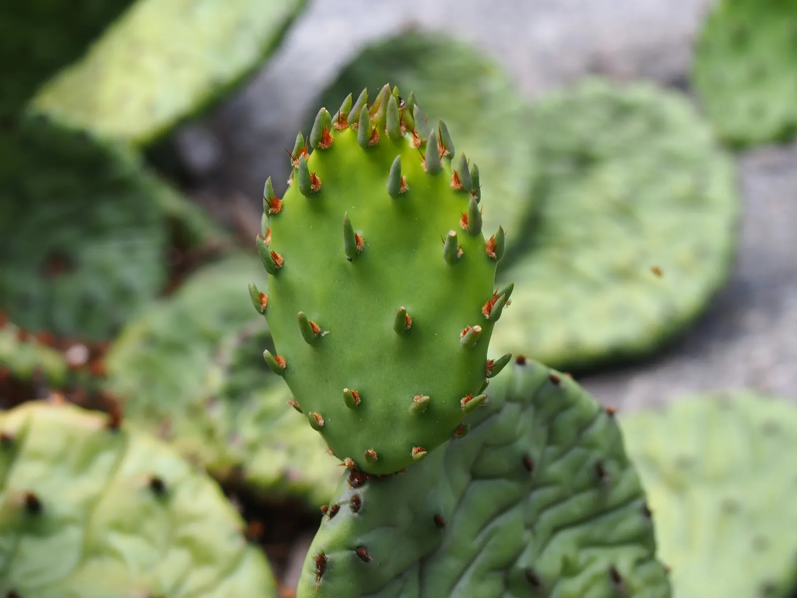 Eastern Prickly Pear (Opuntia Humifusa) — reaching up to 18 inches in height and spreading up to 30 inches; low-growing cactus native to North, image 95