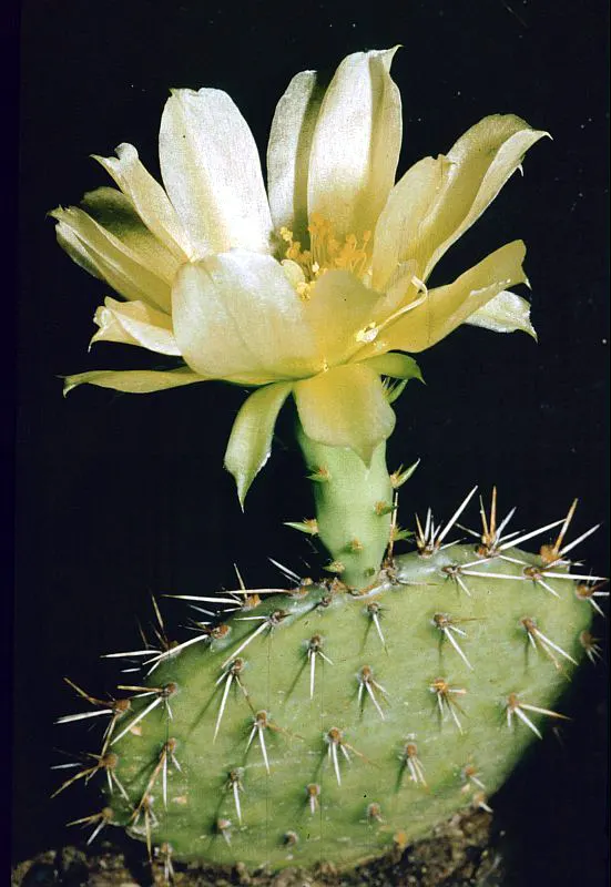 Eastern Prickly Pear (Opuntia Humifusa) — scientifically named Opuntia humifusa; commonly known as the Corrugated Prickly Pear, image 98