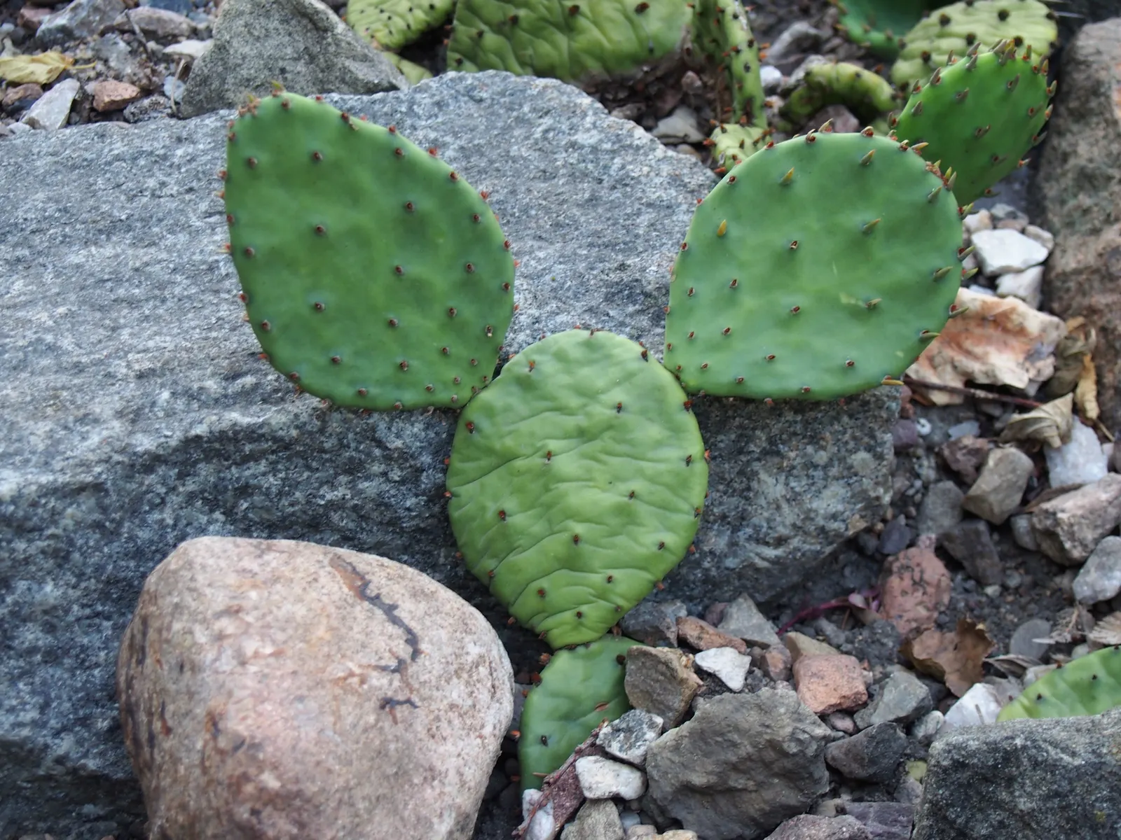 Eastern Prickly Pear (Opuntia Humifusa) — low-growing cactus native to North America; is a resilient species of cactus native to many parts of the, image 46