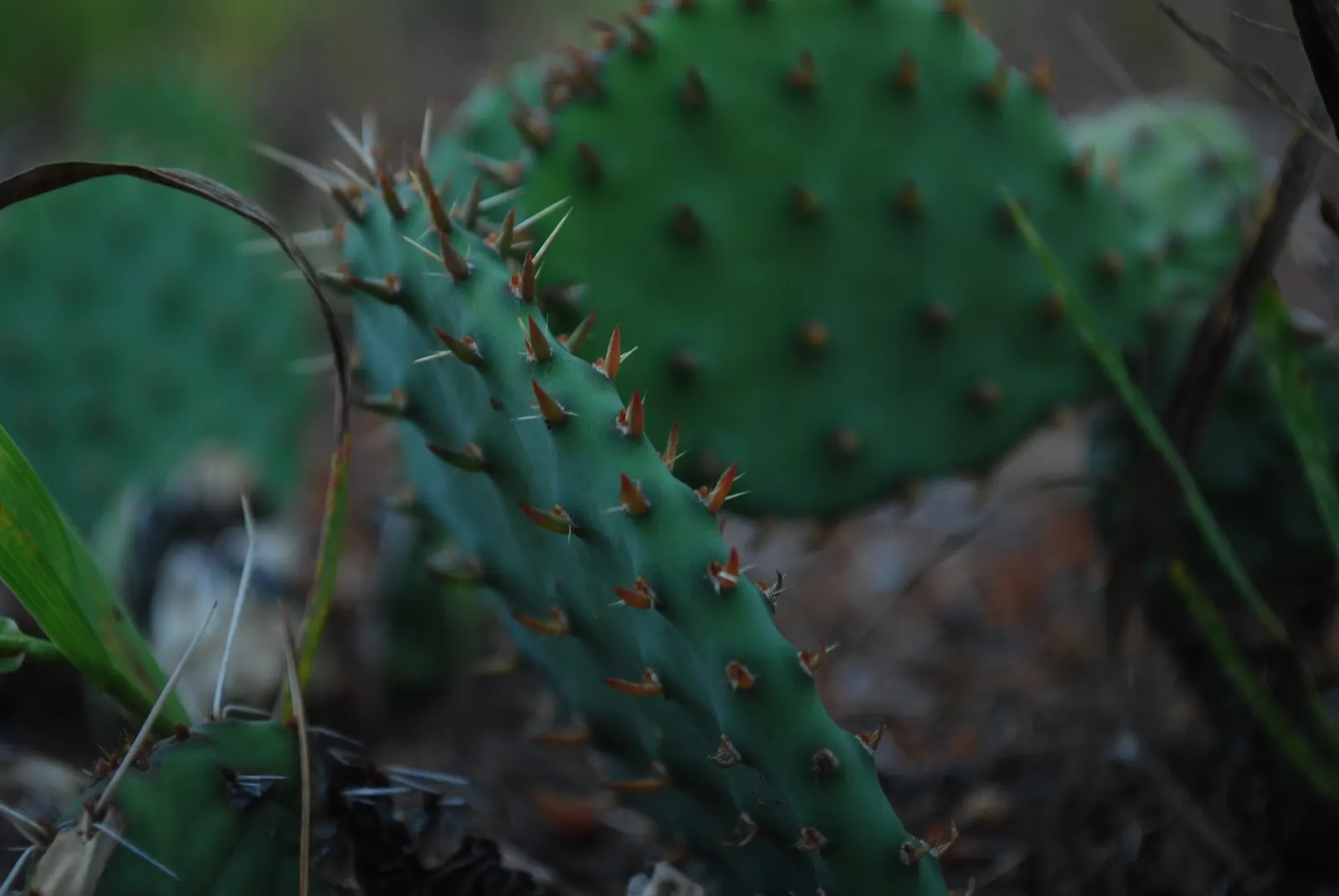 Eastern Prickly Pear (Opuntia Humifusa) — yellow flowers in the garden; followed by edible red fruit