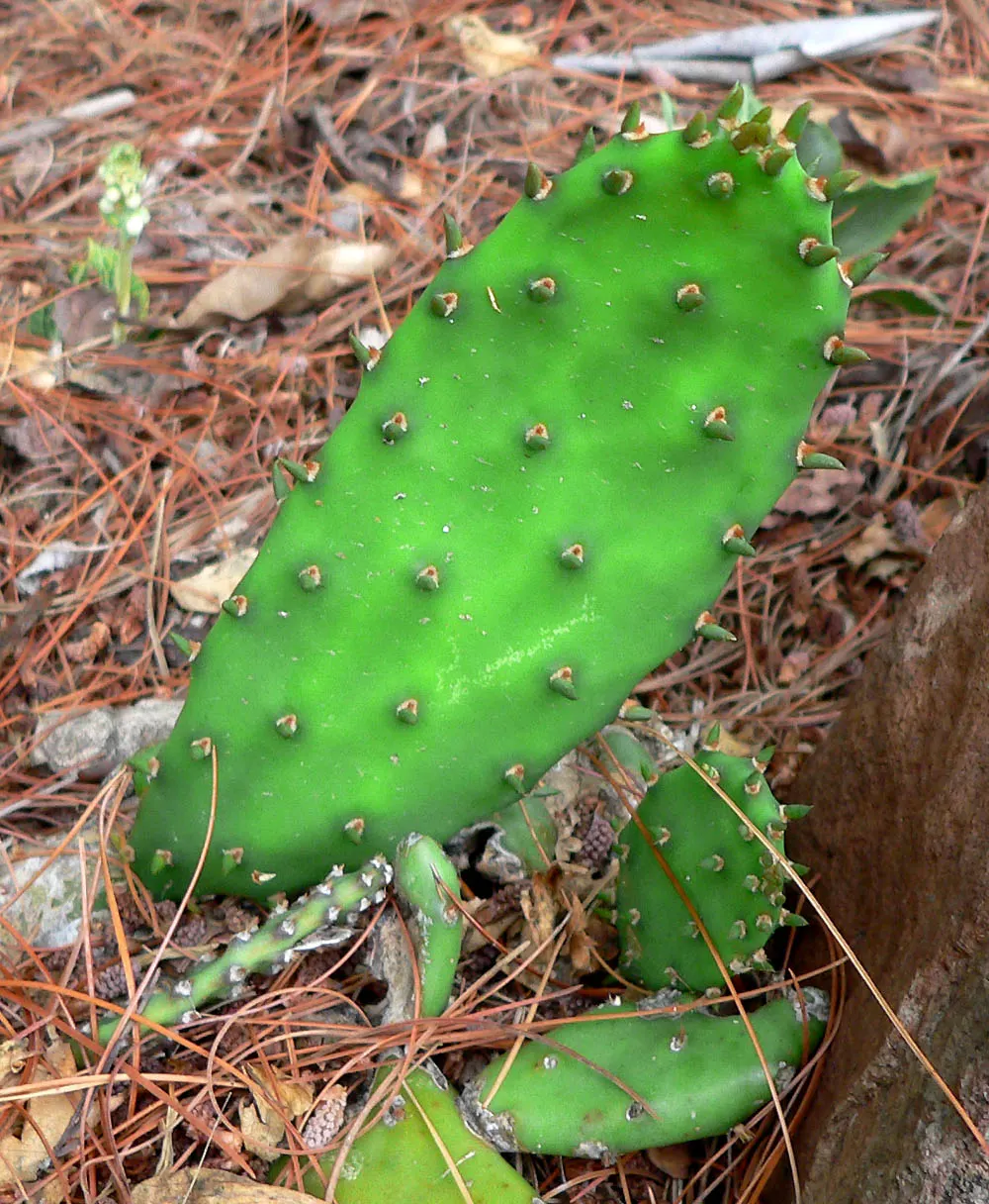 Eastern Prickly Pear (Opuntia Humifusa) — each averaging 2 to 3 inches in diameter; cactus / succulent with yellow blooms