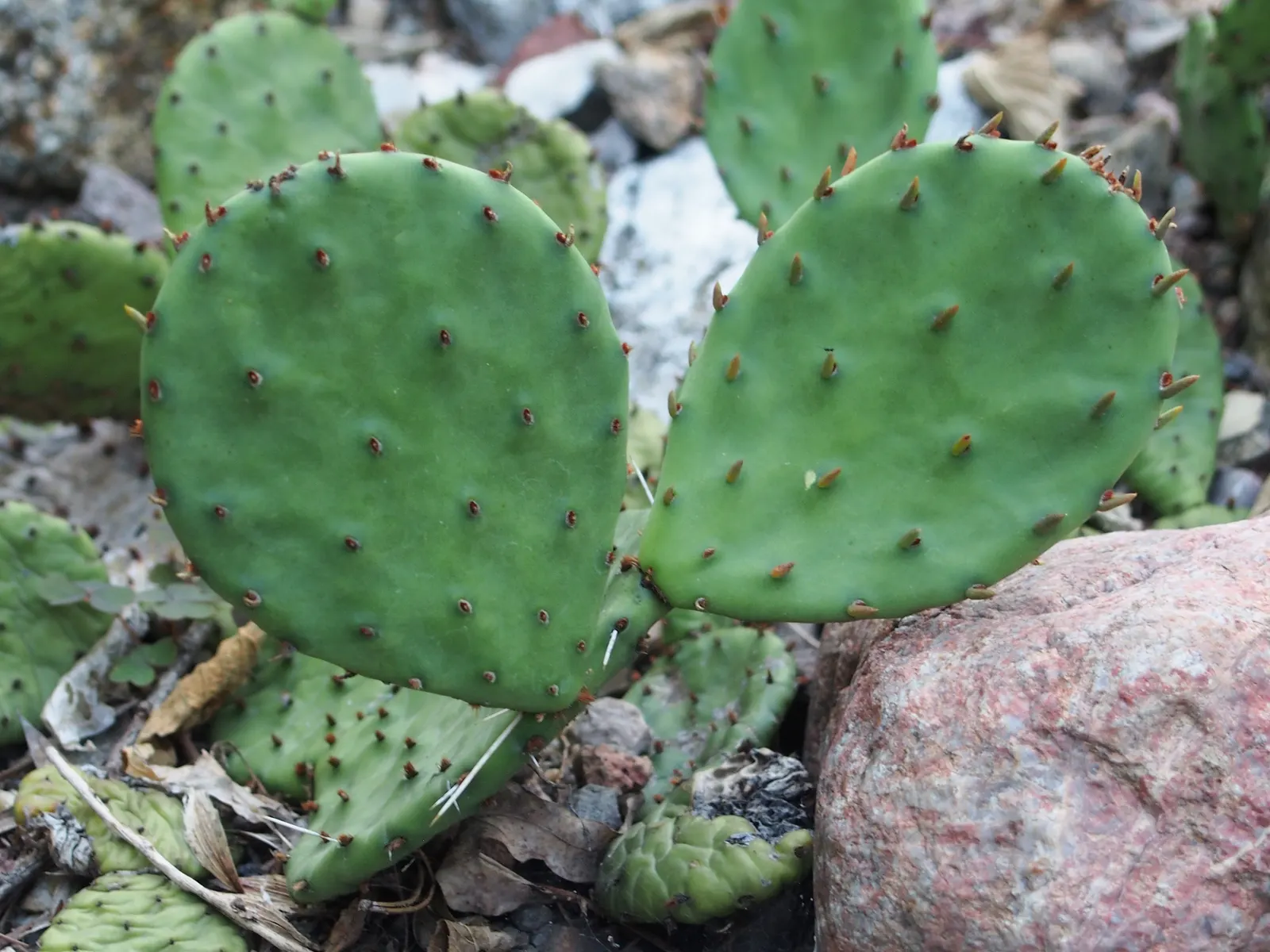 Eastern Prickly Pear (Opuntia Humifusa) — reaching up to 18 inches in height and spreading up to 30 inches; low-growing cactus native to North America